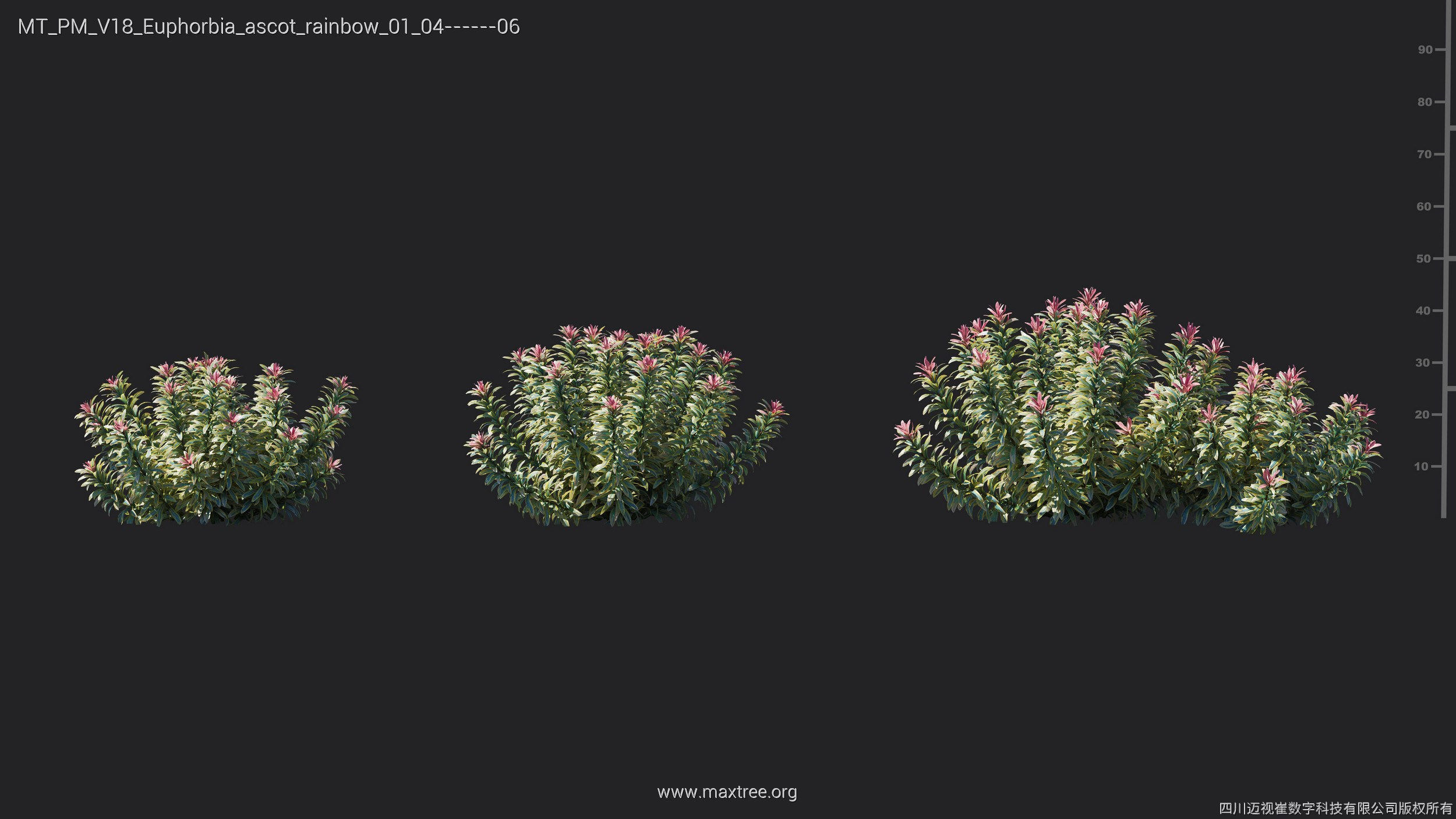 Maxtree Plant Models Vol 18 - Mesh 3D model_20