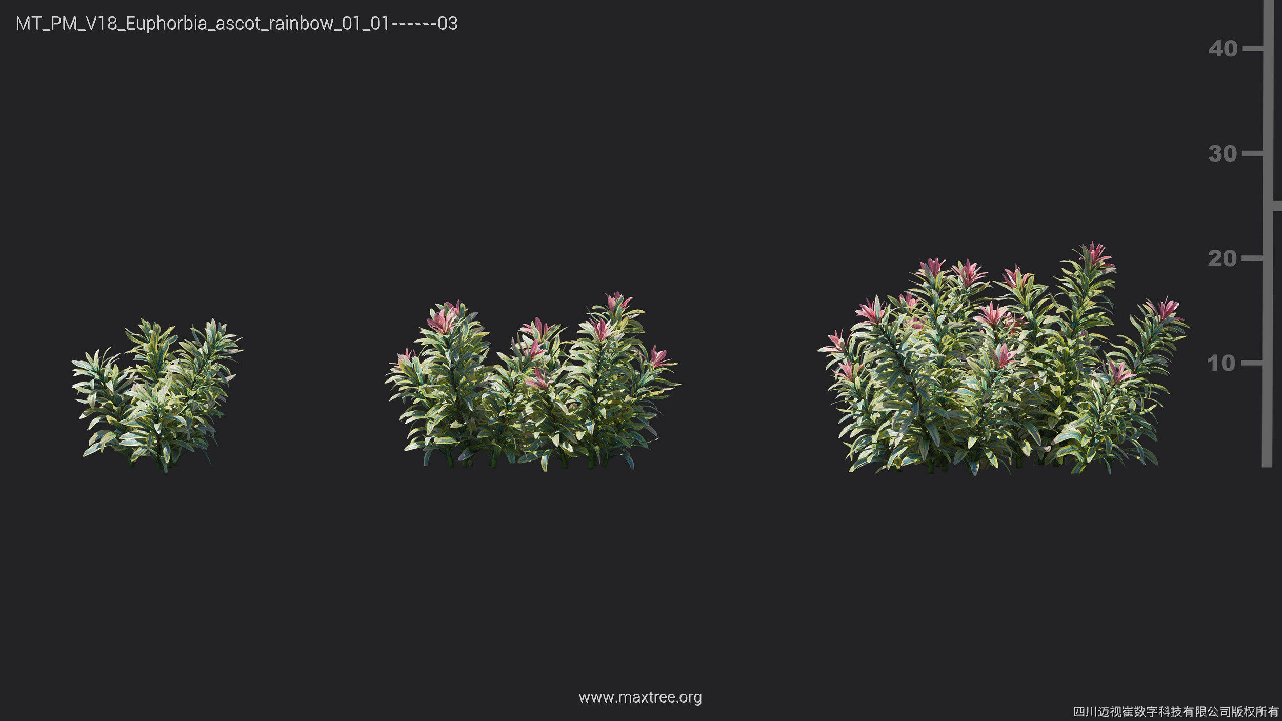 Maxtree Plant Models Vol 18 - Mesh 3D model_19