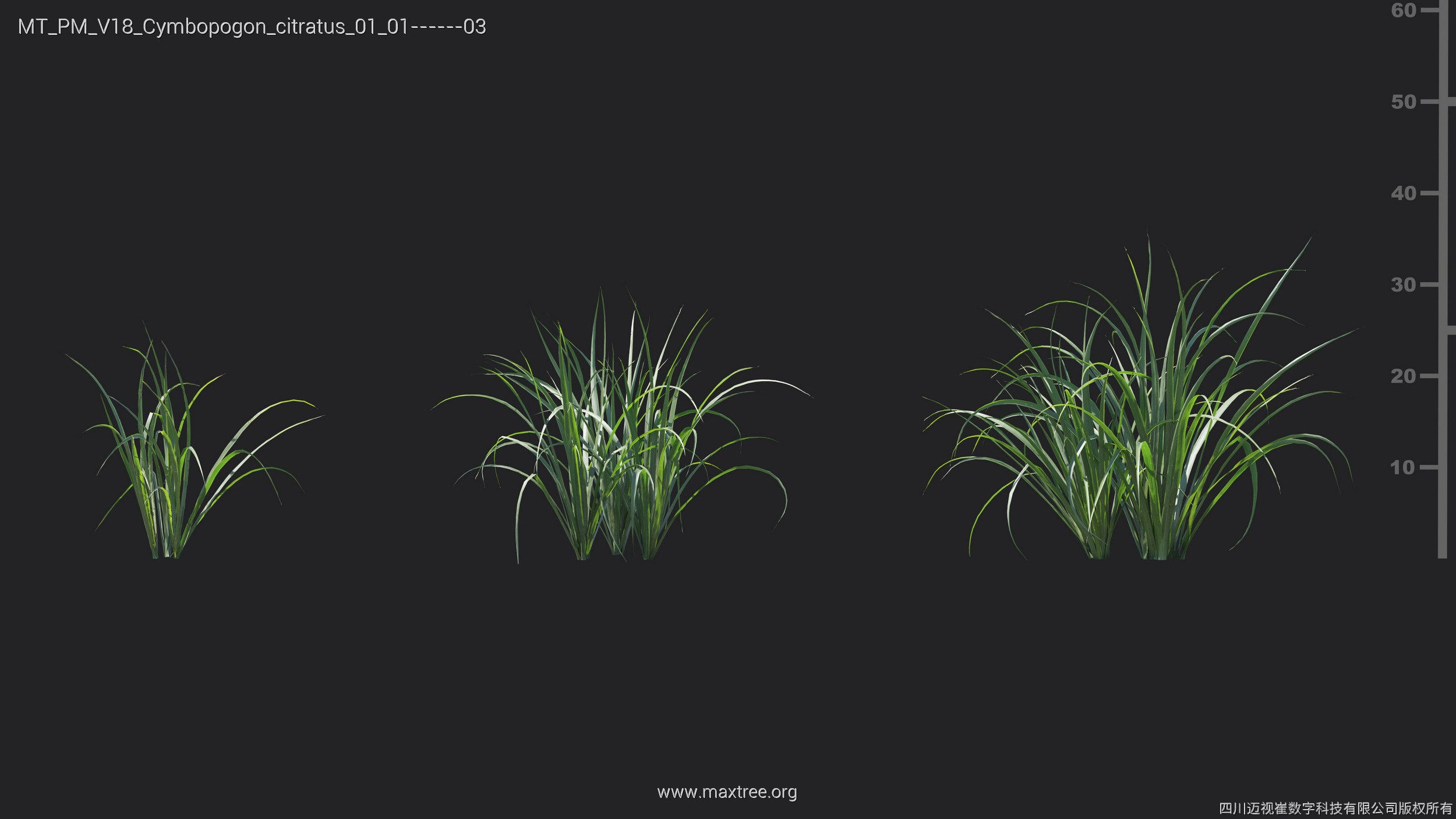 Maxtree Plant Models Vol 18 - Mesh 3D model_17