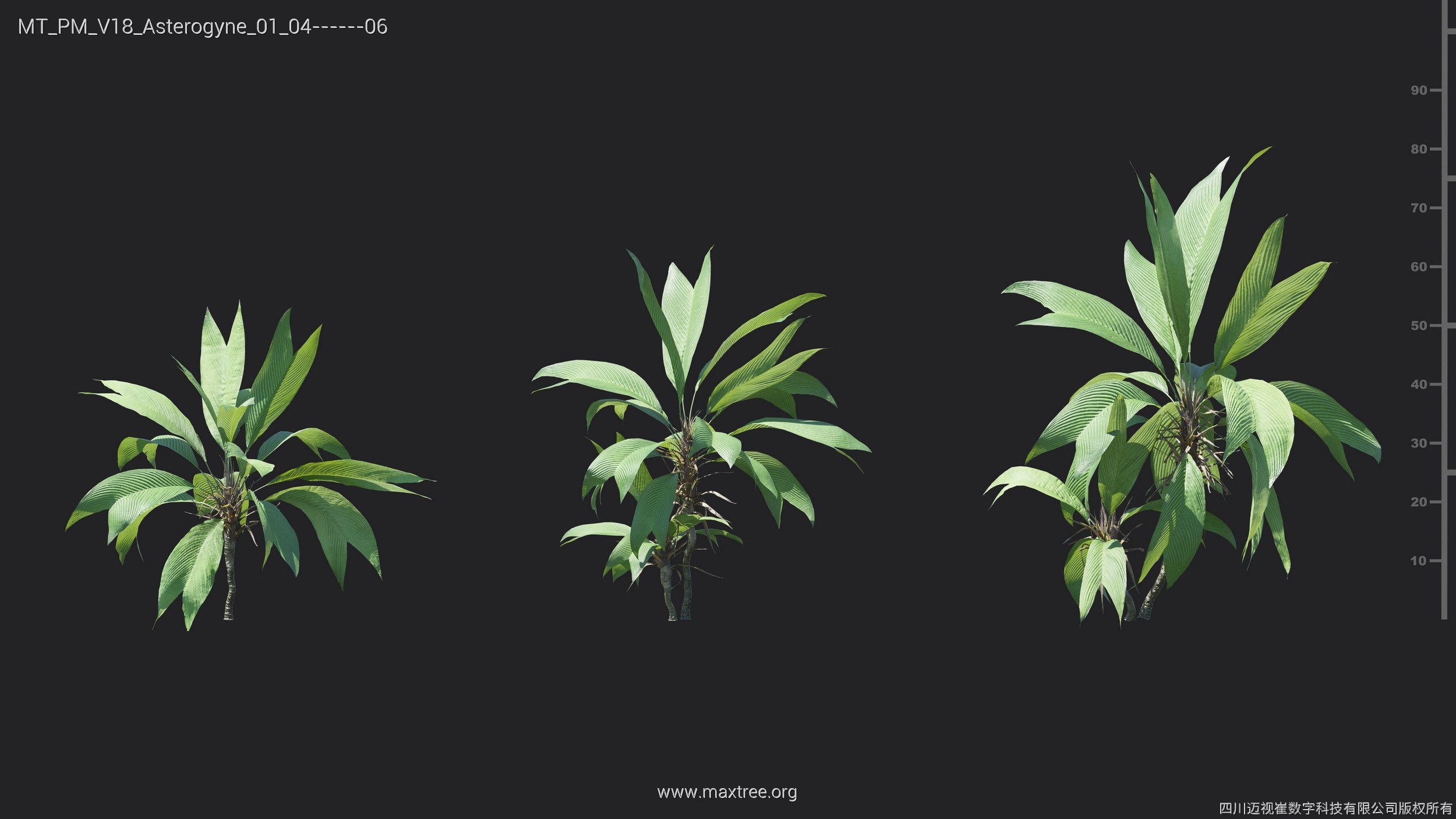 Maxtree Plant Models Vol 18 - Mesh 3D model_6