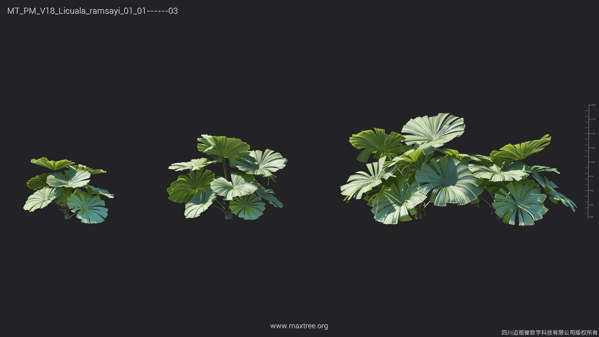 Maxtree Plant Models Vol 18 - Mesh 3D model_25
