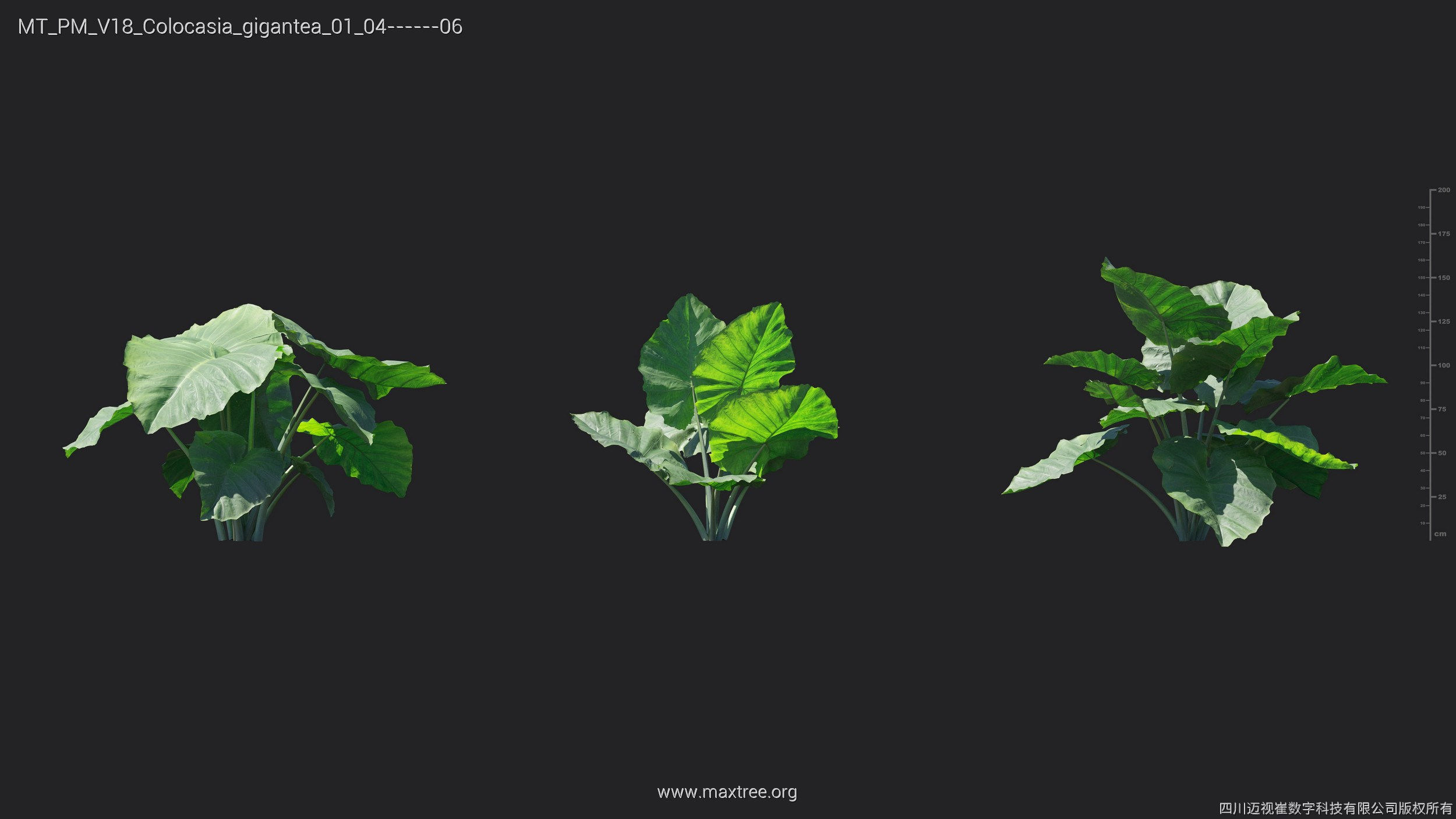 Maxtree Plant Models Vol 18 - Mesh 3D model_14