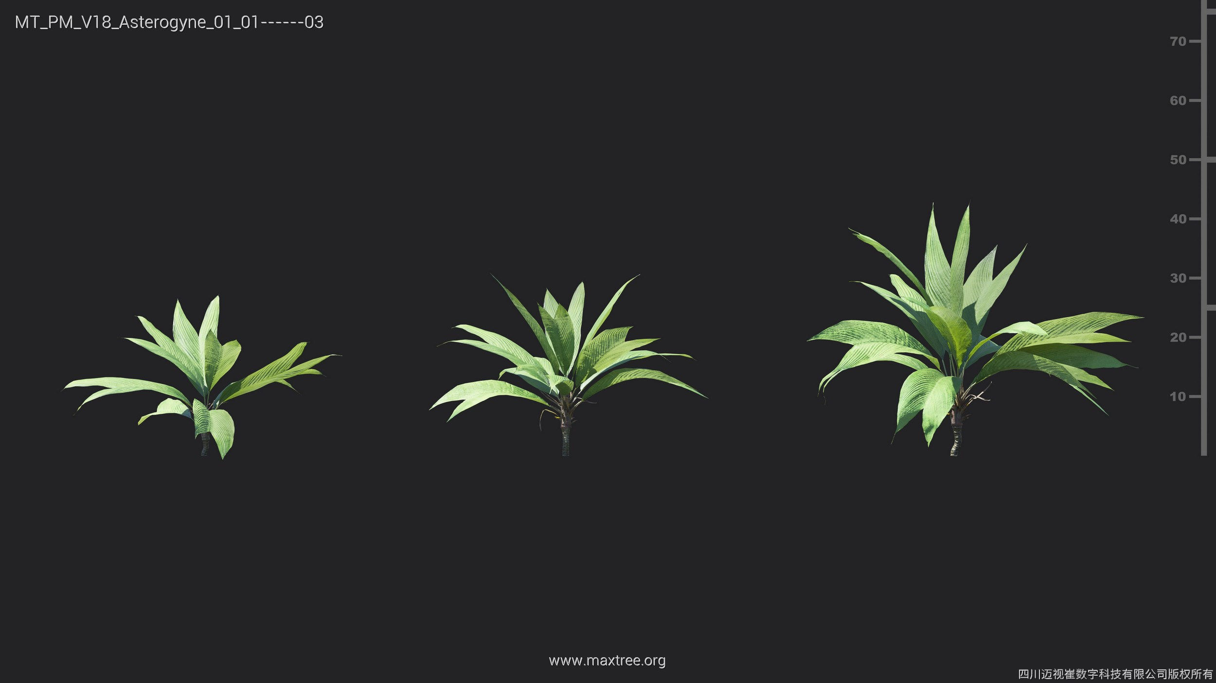 Maxtree Plant Models Vol 18 - Mesh 3D model_5