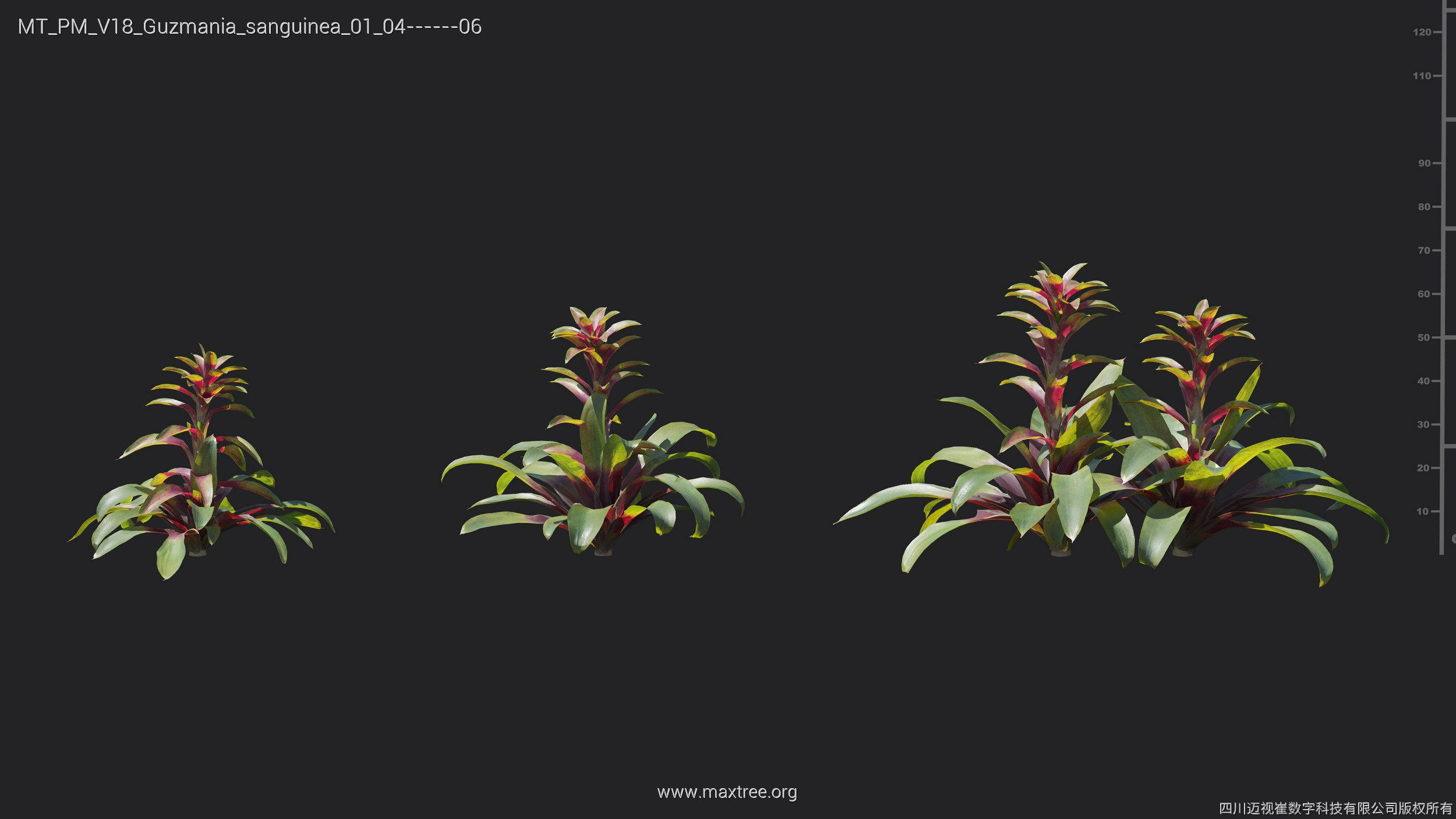 Maxtree Plant Models Vol 18 - Mesh 3D model_24