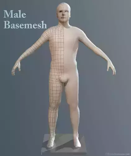 Male Basemesh 3D model