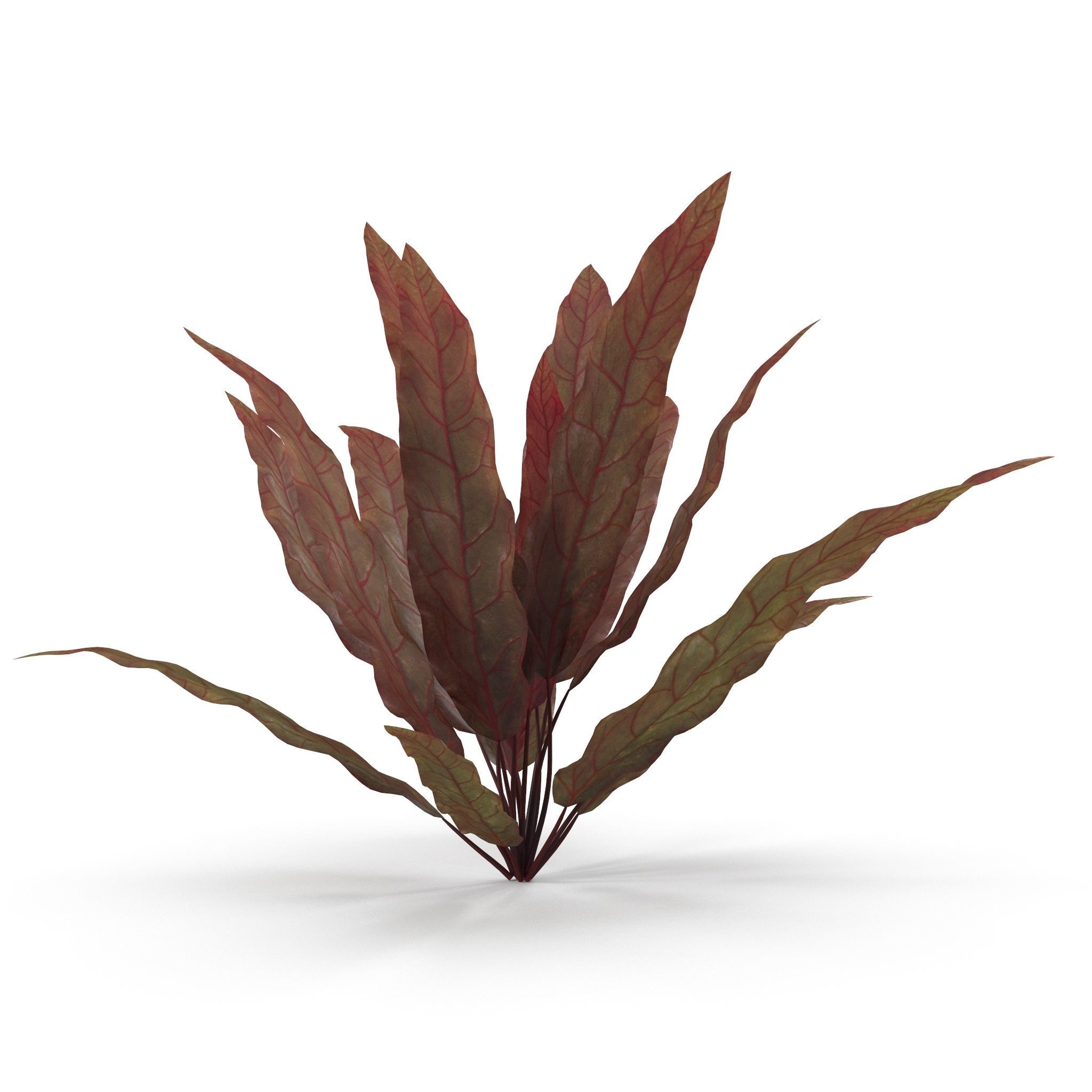 Barclaya longifolia 3D model_5