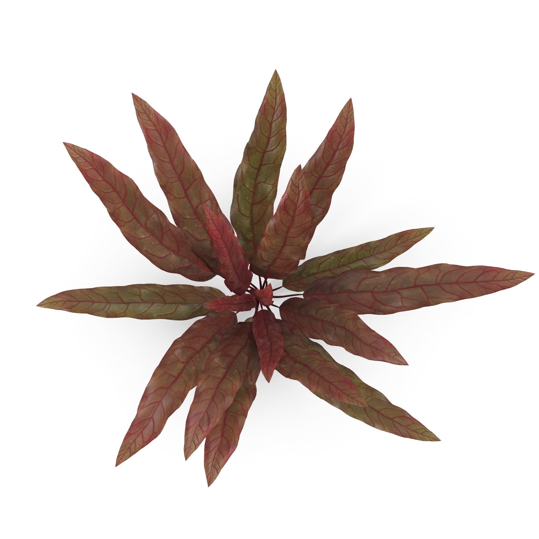 Barclaya longifolia 3D model_1