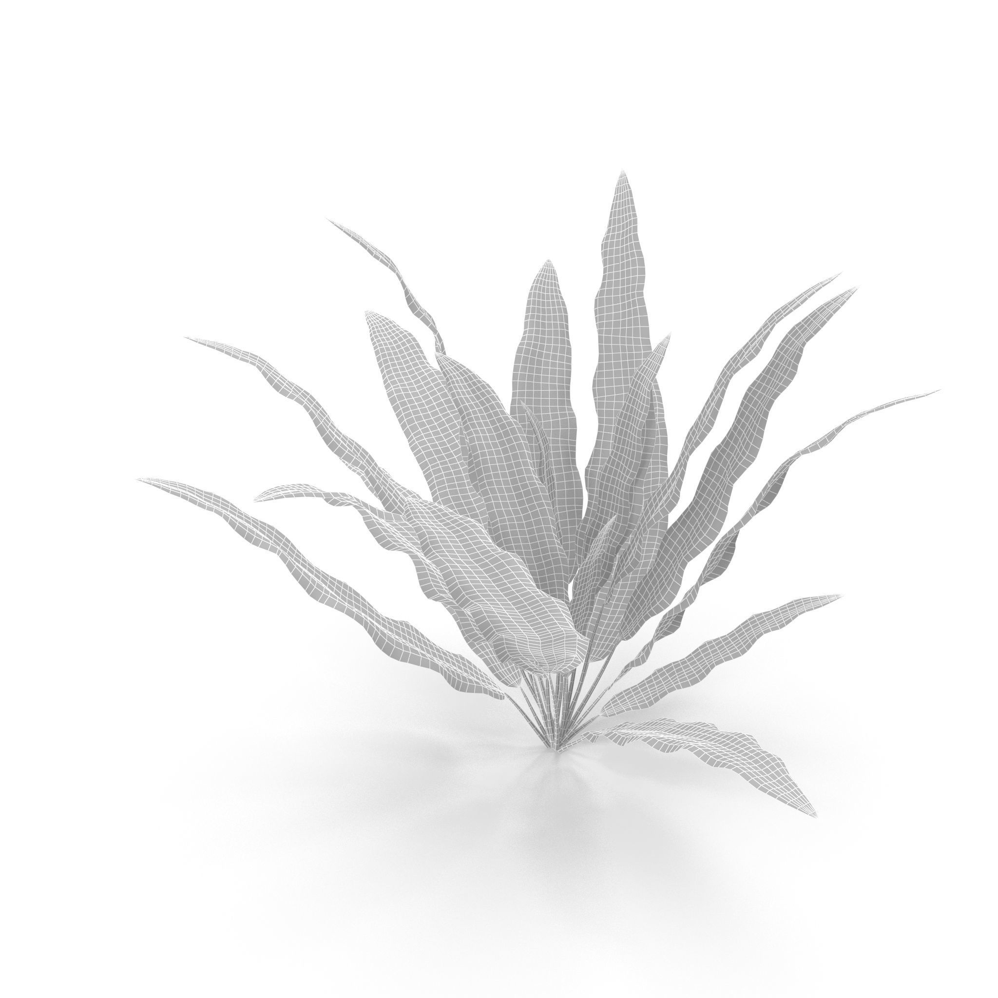 Barclaya longifolia 3D model_9