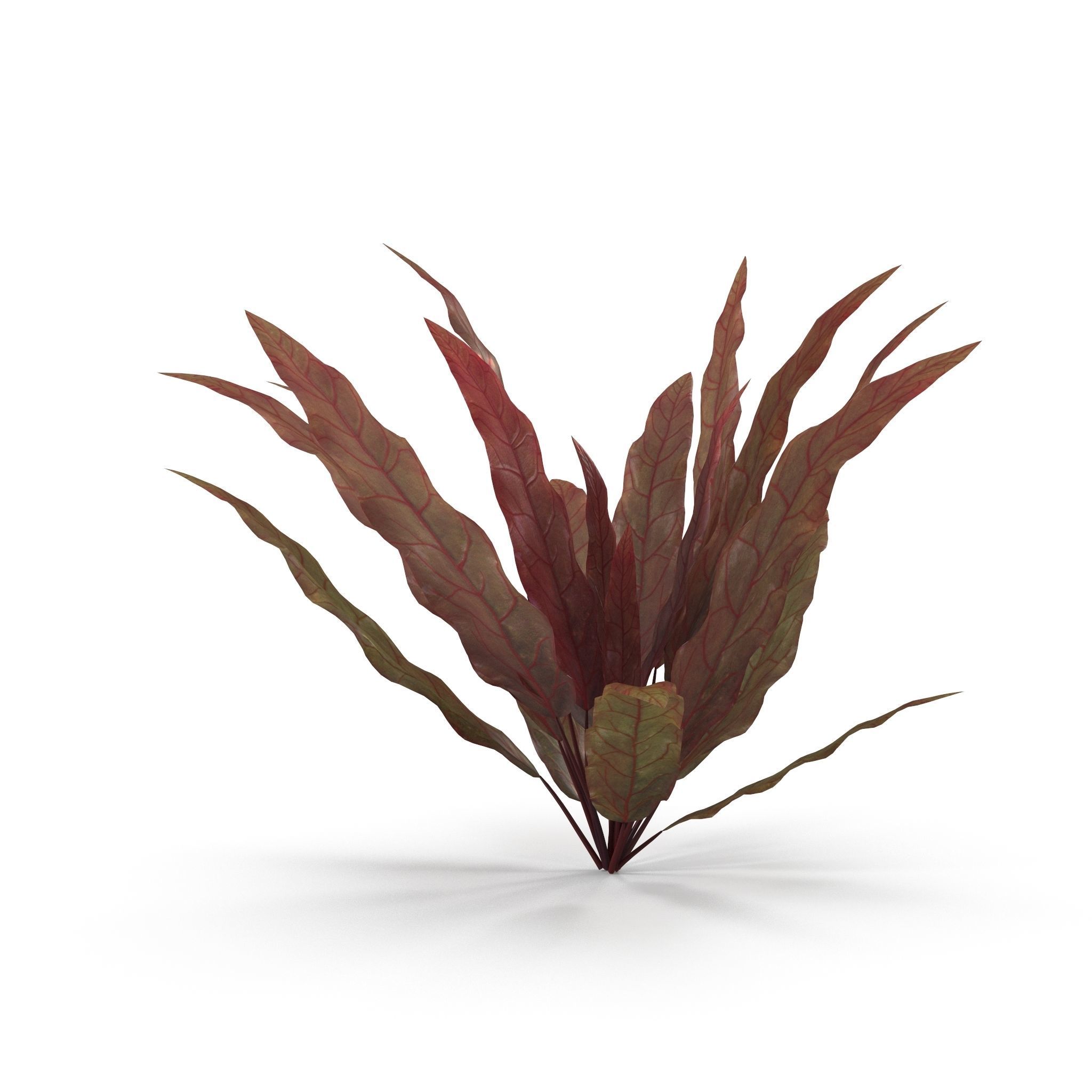 Barclaya longifolia 3D model_3