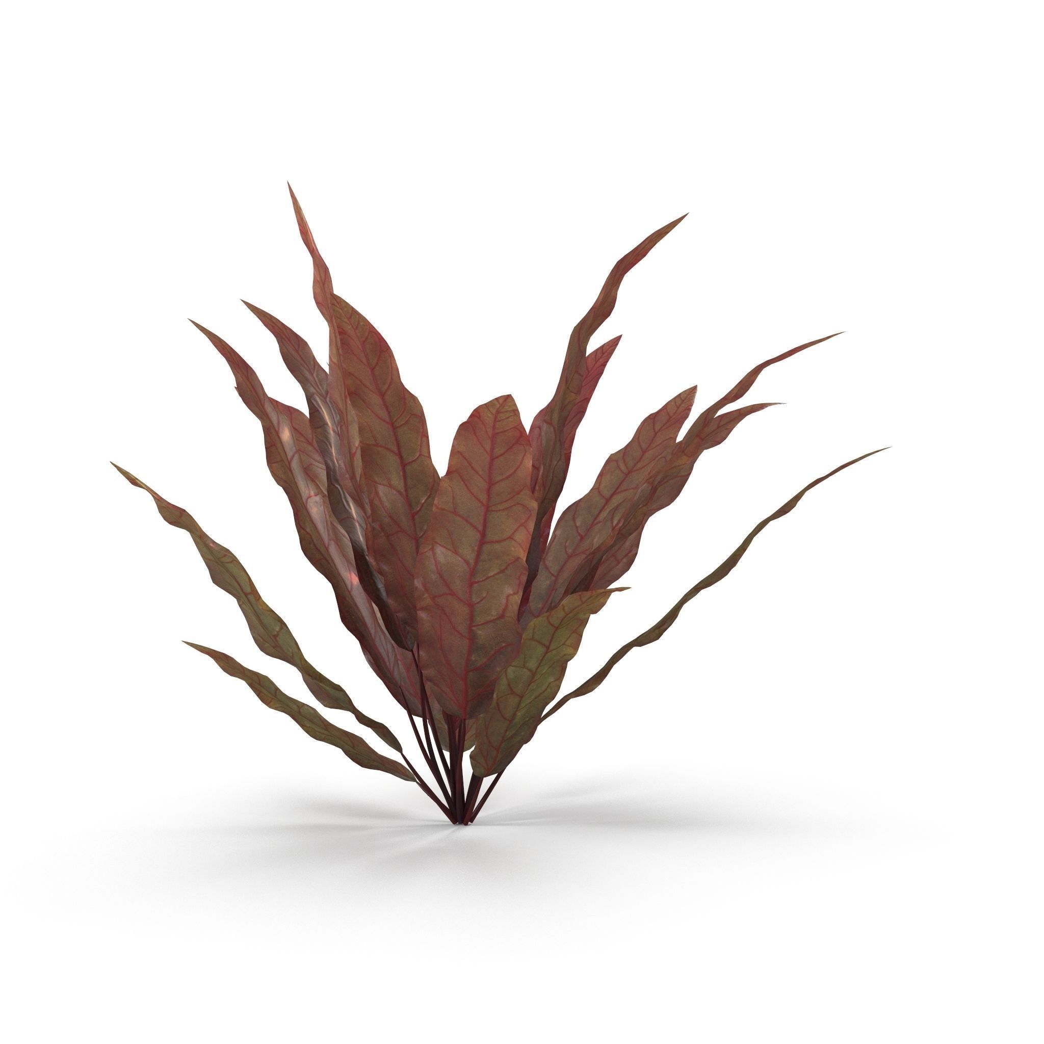 Barclaya longifolia 3D model_7