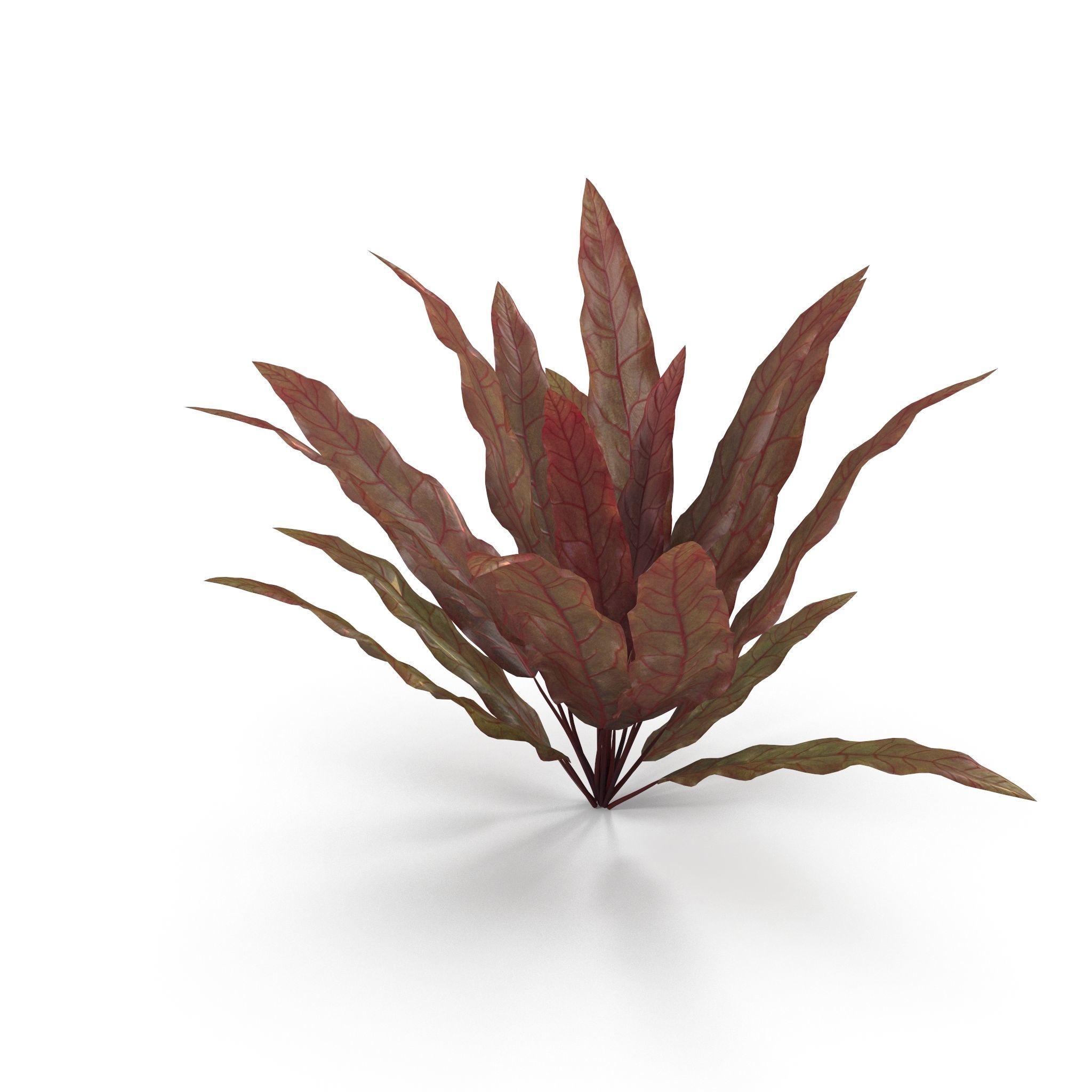 Barclaya longifolia 3D model_4