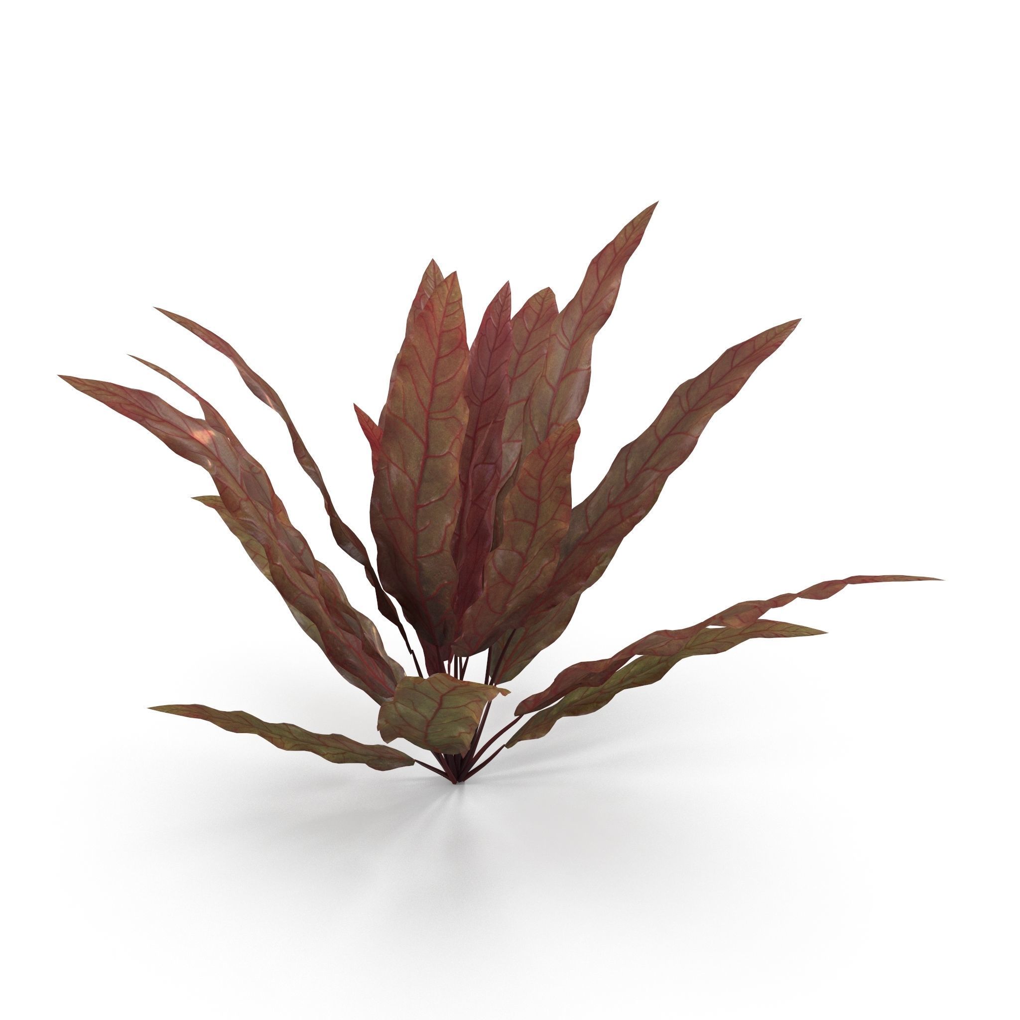 Barclaya longifolia 3D model_2