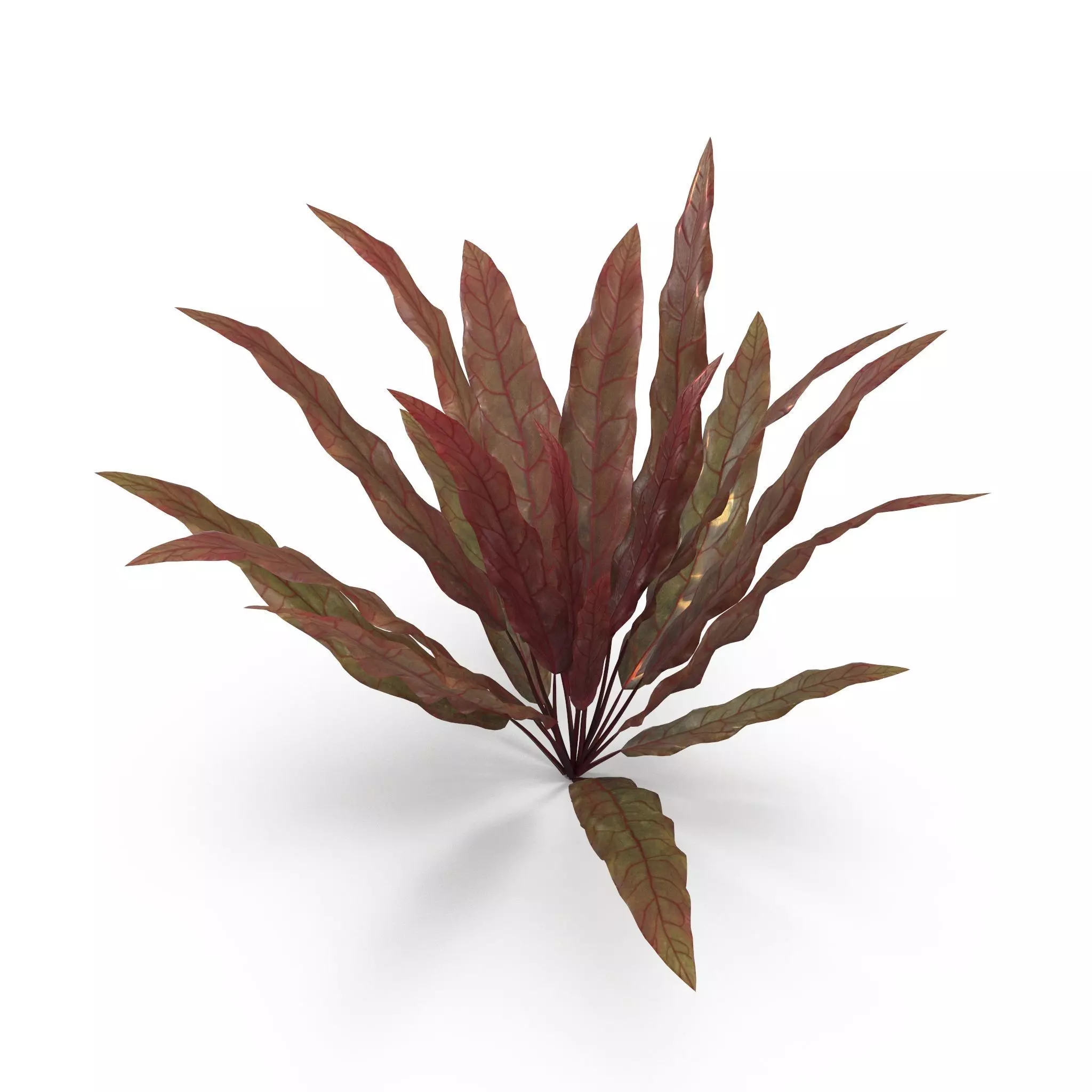 Barclaya longifolia 3D model_0