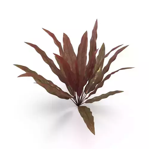 Barclaya longifolia 3D model
