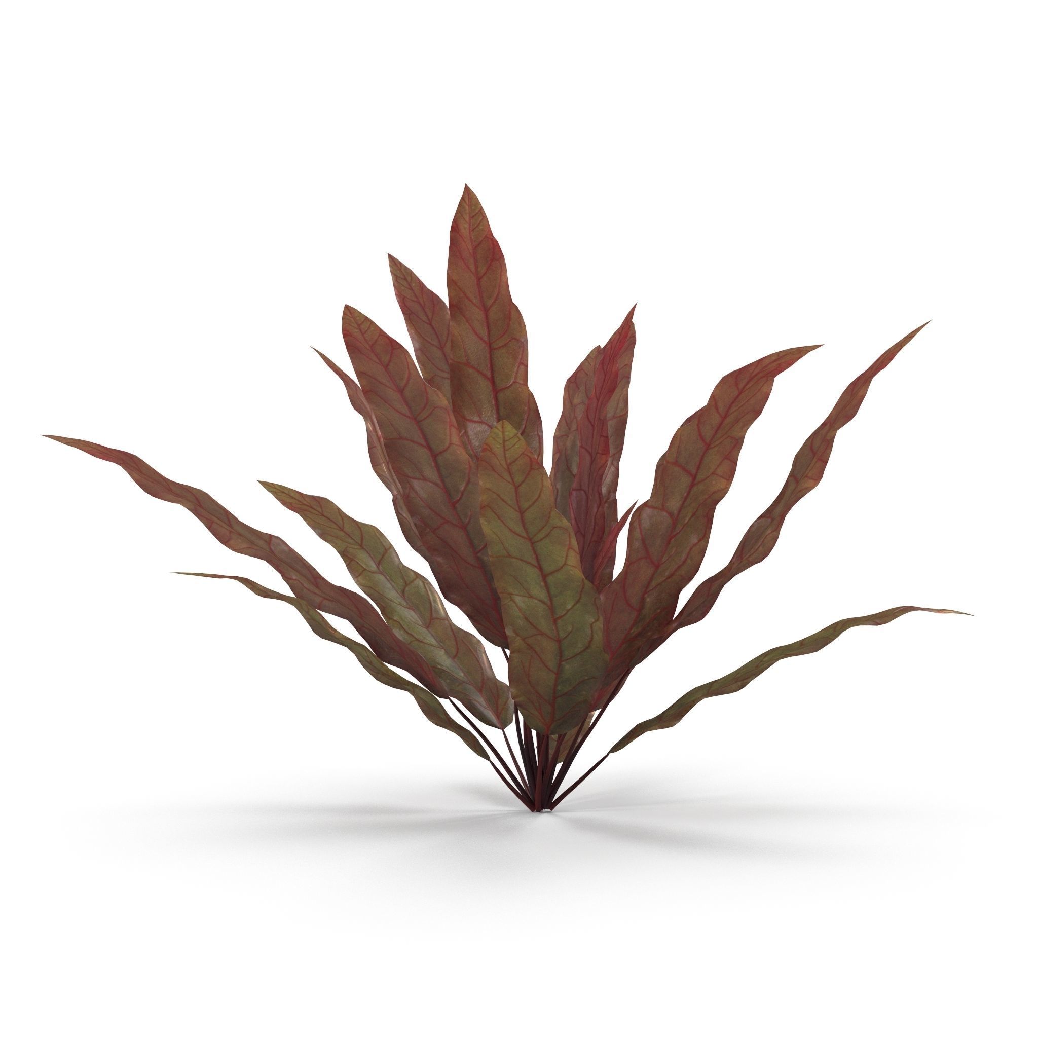 Barclaya longifolia 3D model_6