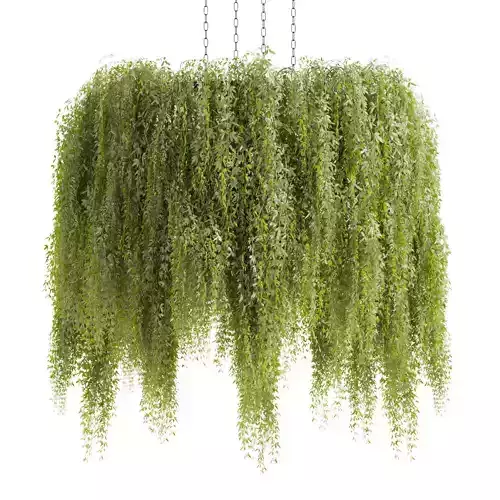 Collection plant vol 474 - bush - hanging - ampelous