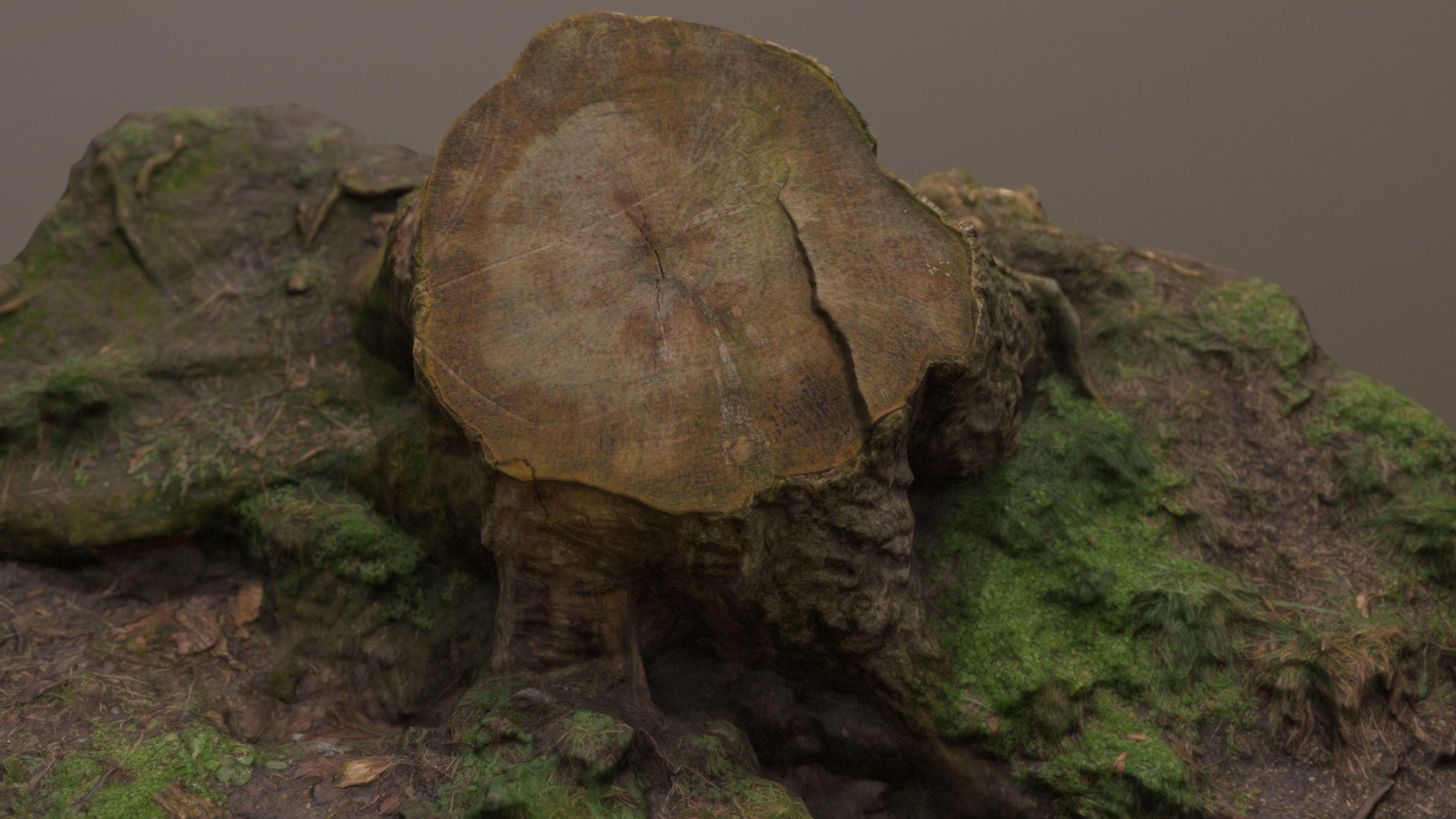 Fallen Tree Trunk Low-poly 3D model_12