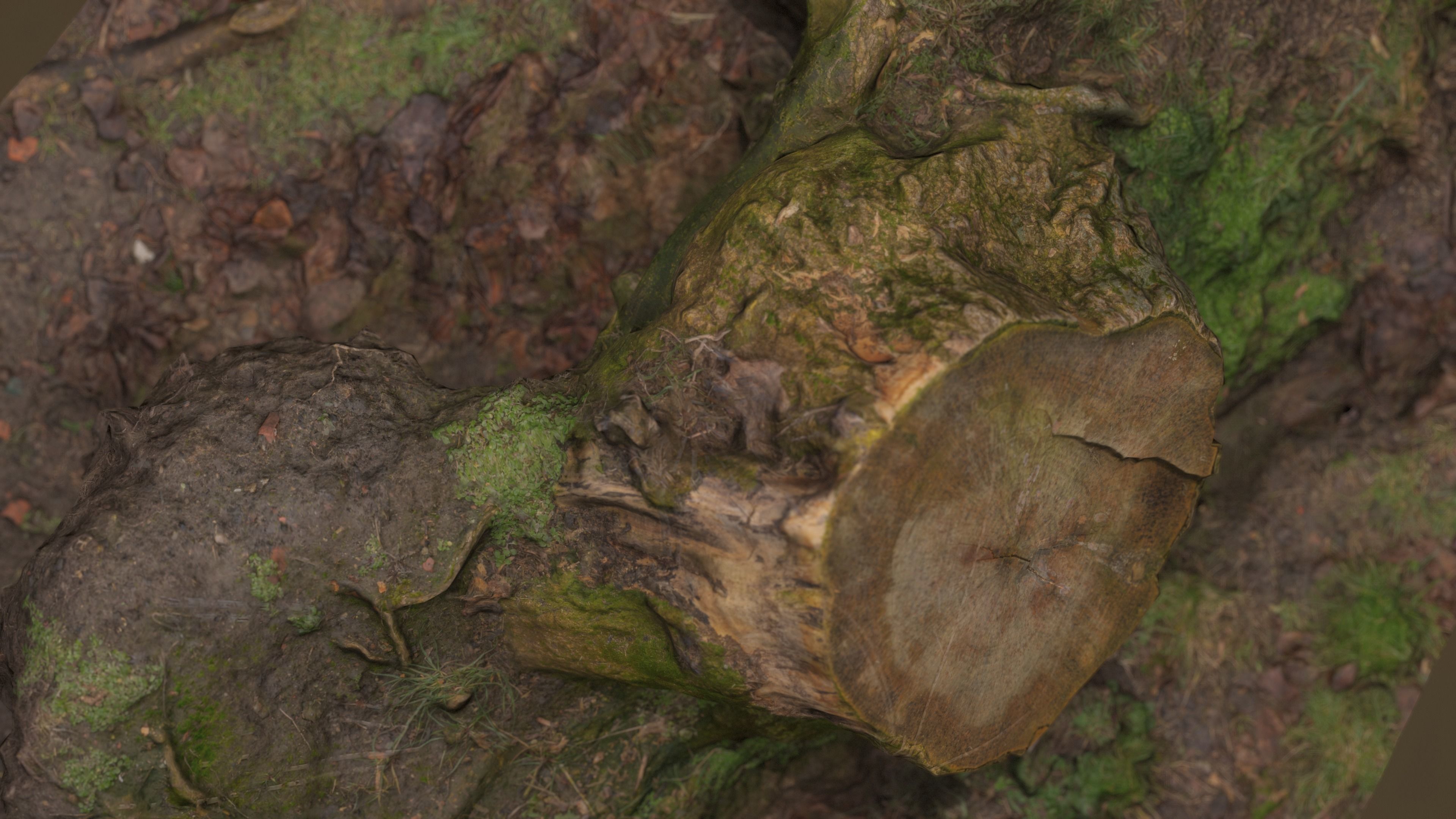 Fallen Tree Trunk Low-poly 3D model_15