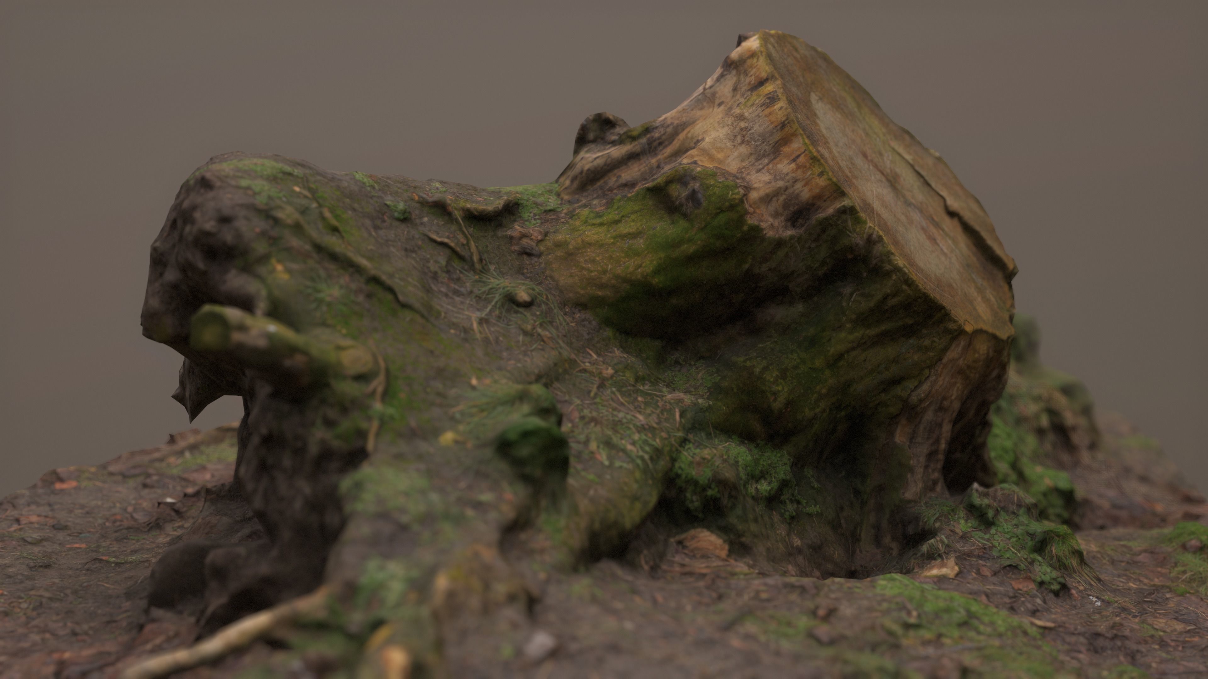 Fallen Tree Trunk Low-poly 3D model_5