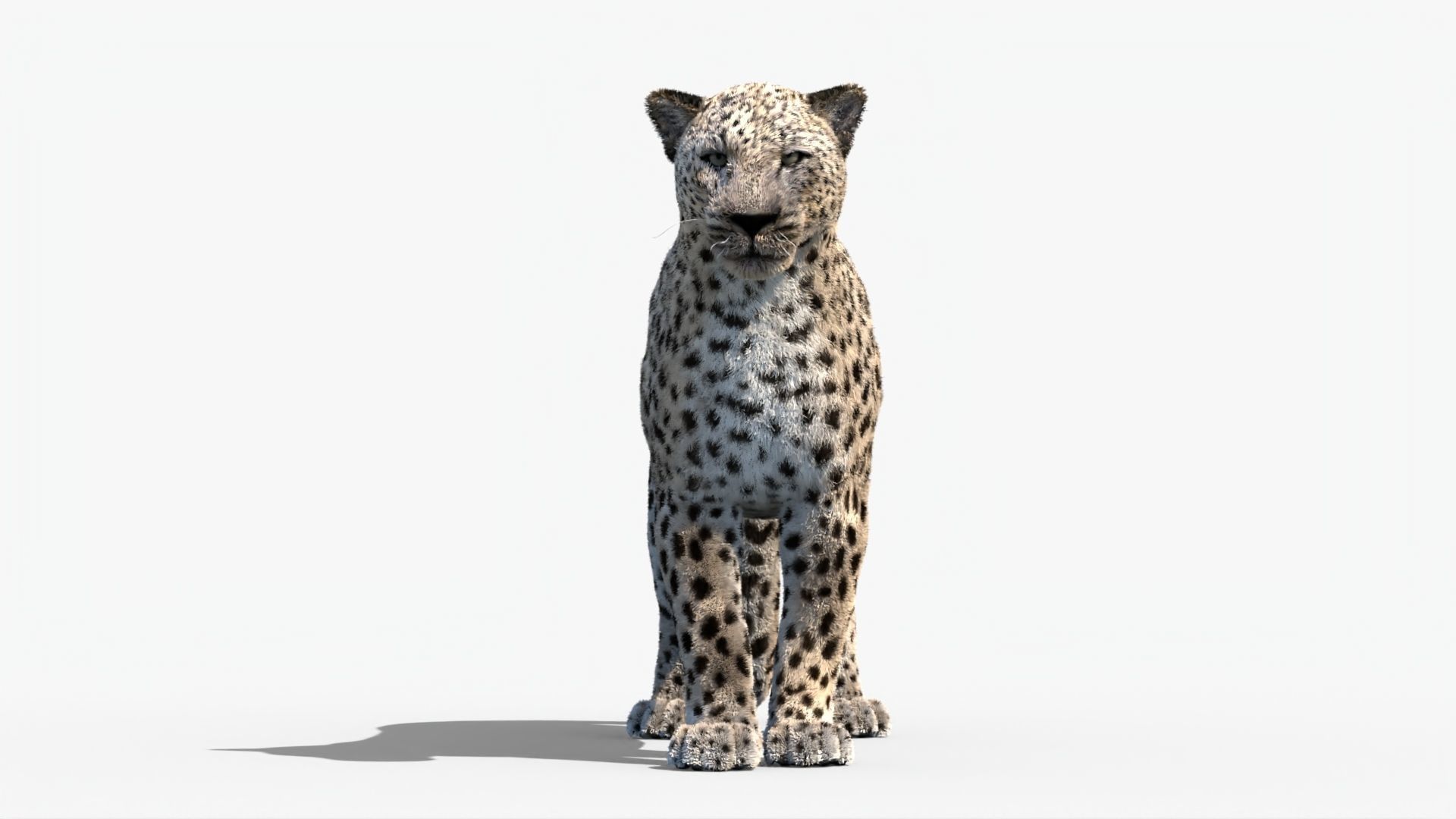 MAYA XGEN FUR Leopard  Low-poly 3D model_2