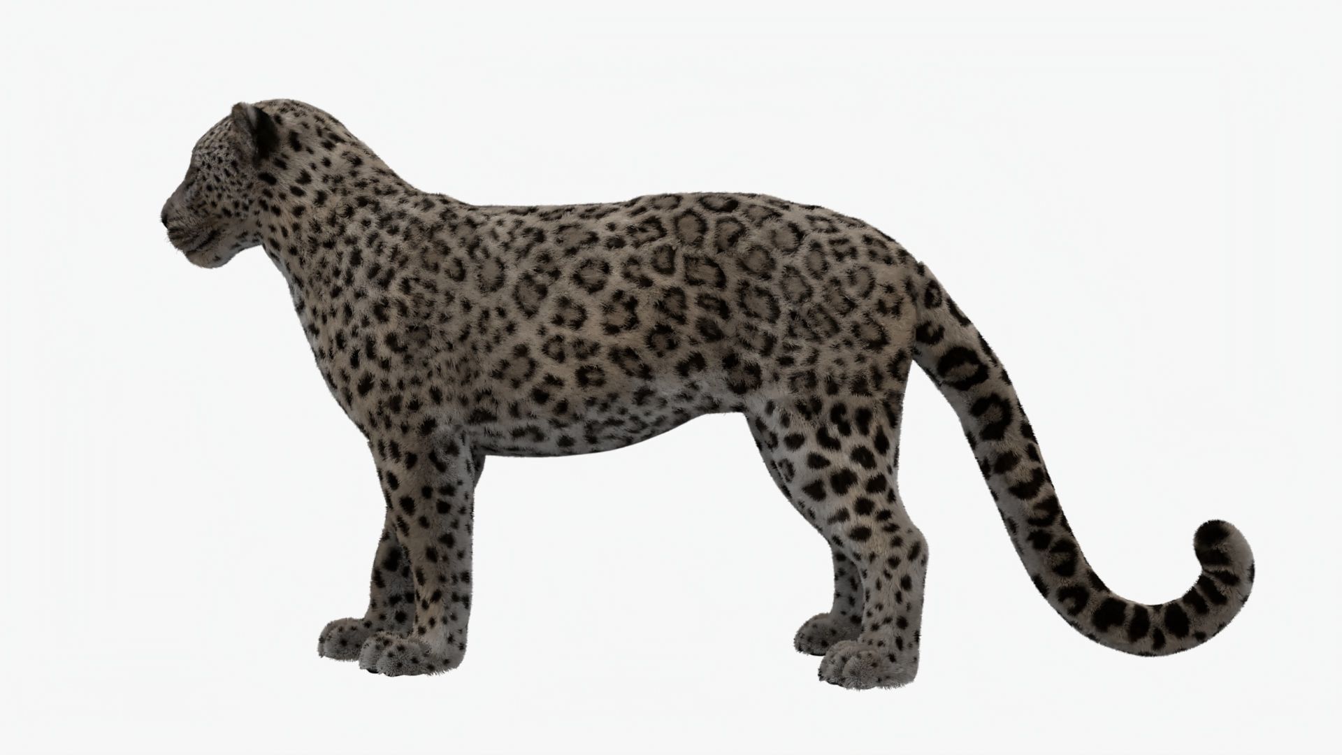 MAYA XGEN FUR Leopard  Low-poly 3D model_4