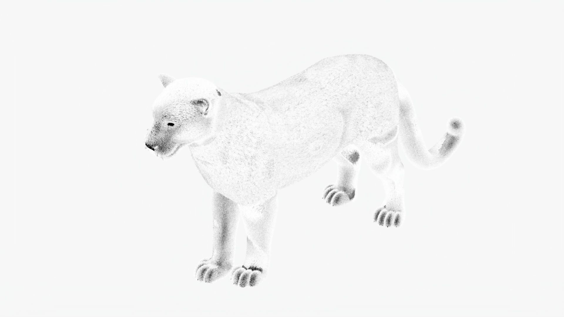 MAYA XGEN FUR Leopard  Low-poly 3D model_9