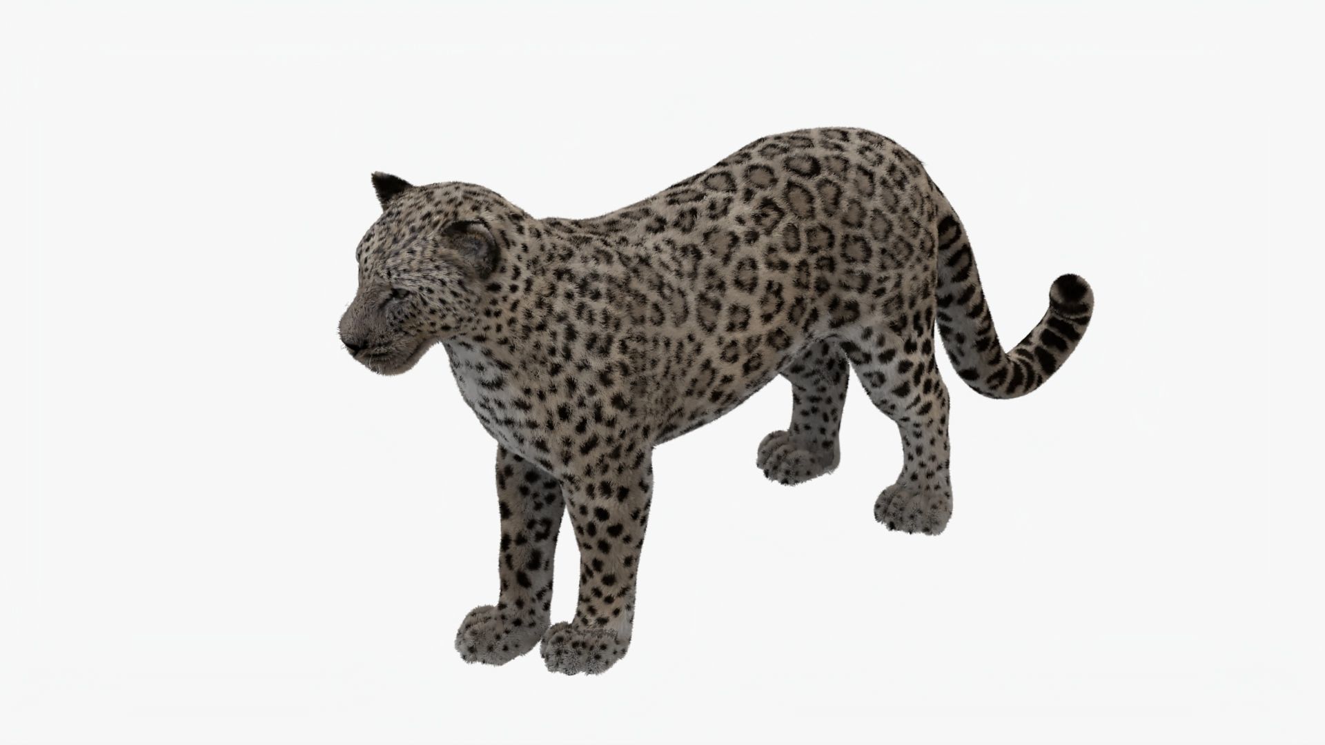 MAYA XGEN FUR Leopard  Low-poly 3D model_3