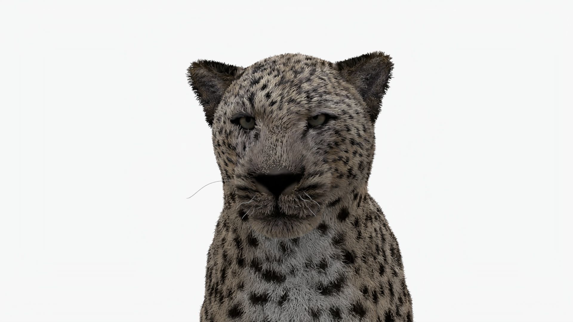 MAYA XGEN FUR Leopard  Low-poly 3D model_6