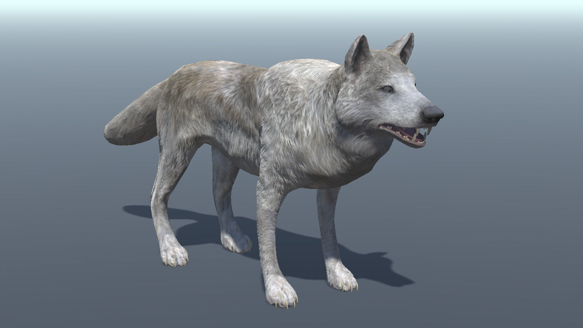 Lowpoly Wolf Rigged and Animated for VR AR Games Low-poly 3D model_2