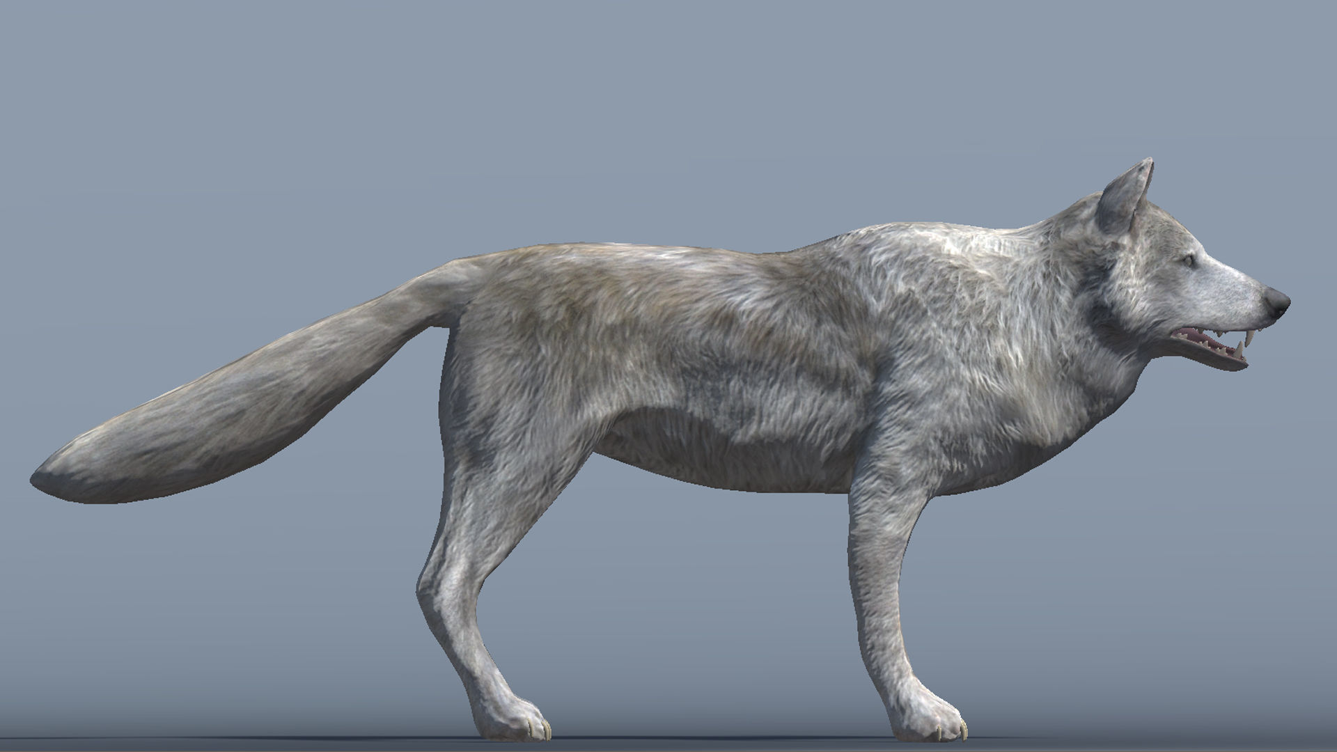 Lowpoly Wolf Rigged and Animated for VR AR Games Low-poly 3D model_4