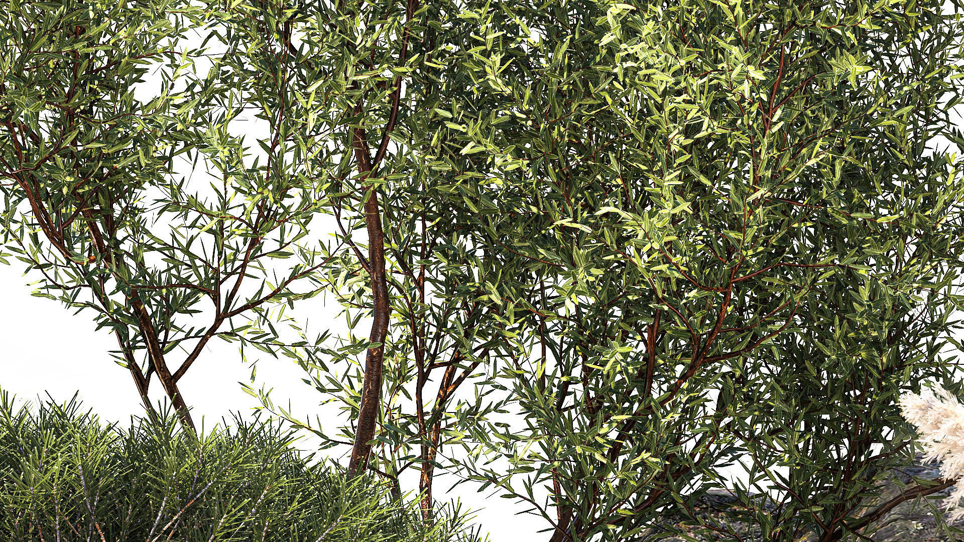 Alpine Slide Of Pine Tipiar Bush Pampas Grass 1217 3D model_10