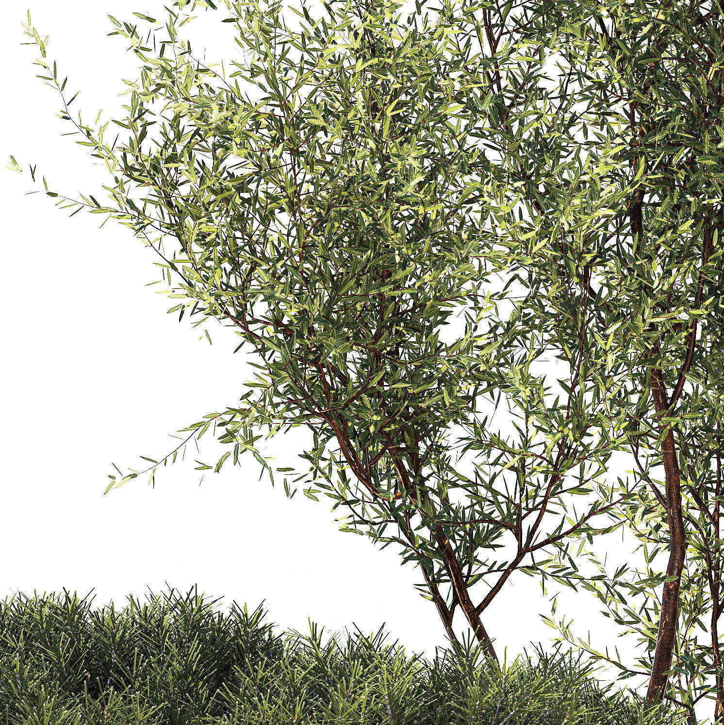 Alpine Slide Of Pine Tipiar Bush Pampas Grass 1217 3D model_7