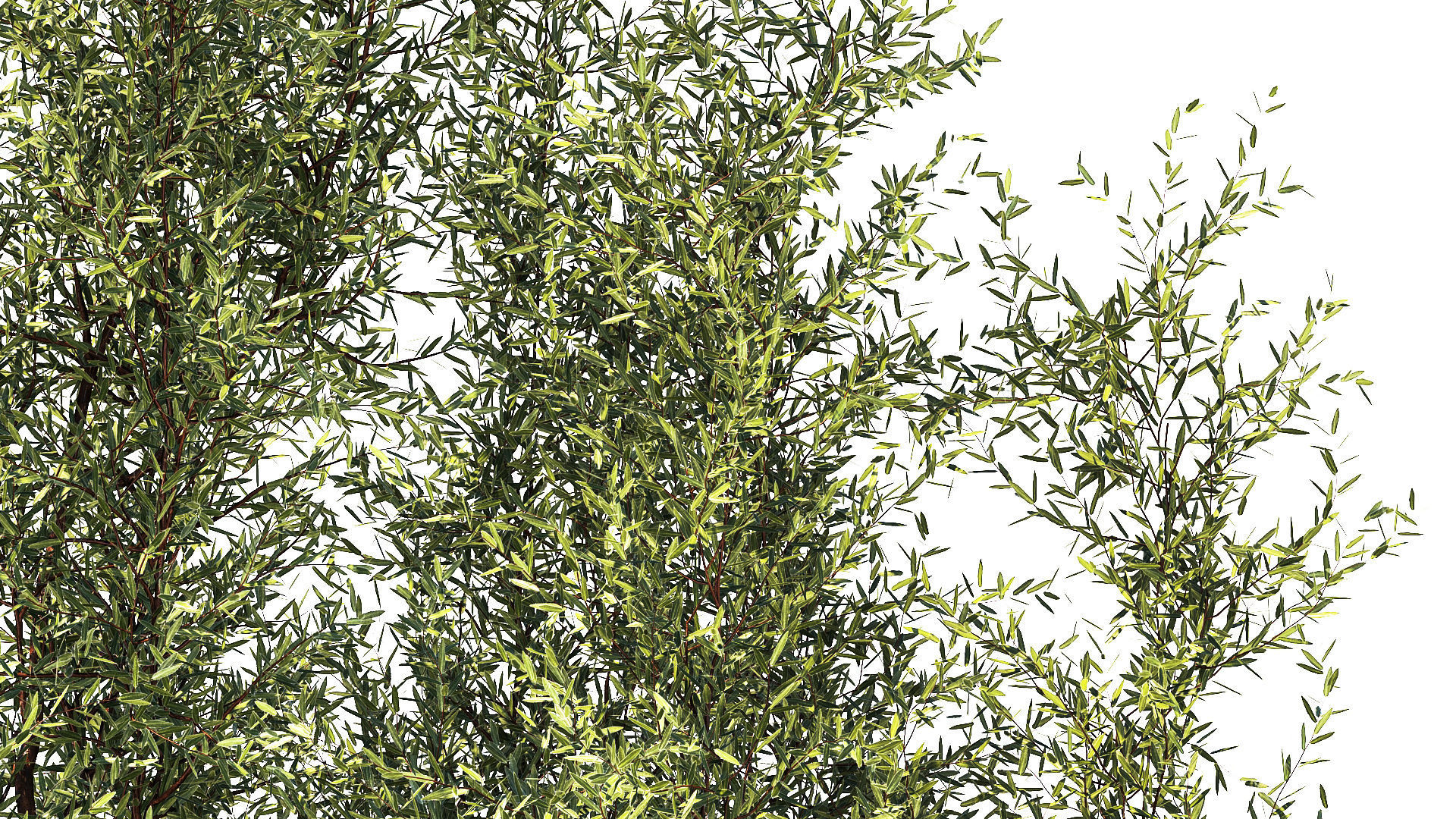 Alpine Slide Of Pine Tipiar Bush Pampas Grass 1217 3D model_11