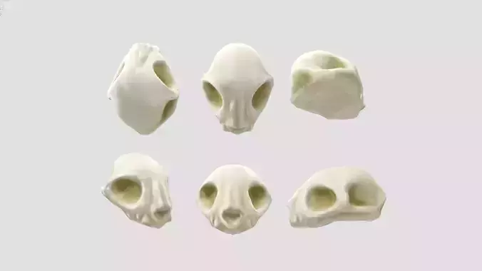 Cat skull 