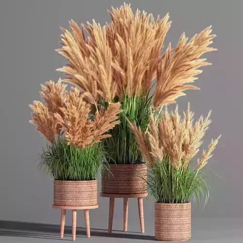 Indoor Plant Set 49  pampas