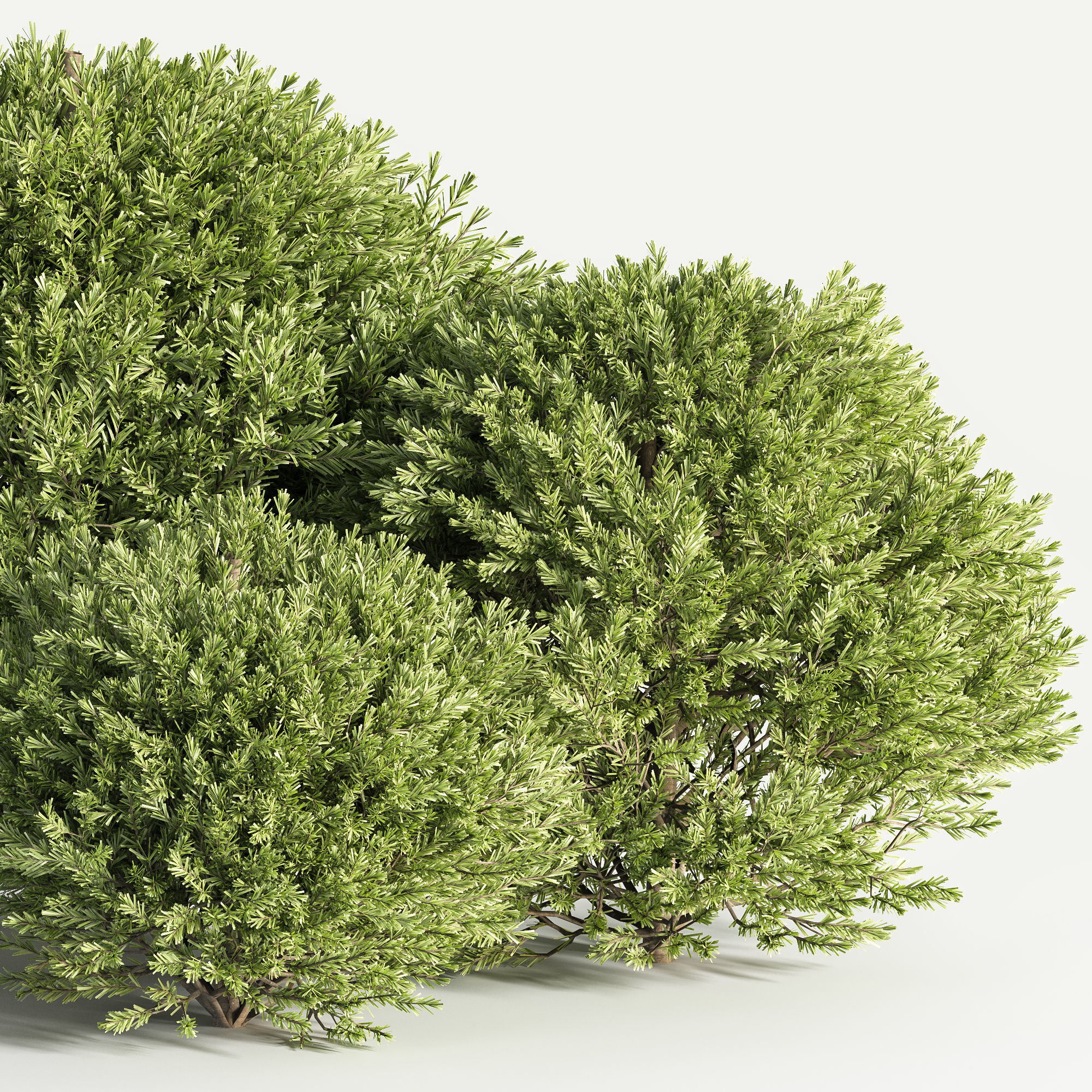 push08 three juniper trees 3D model_1