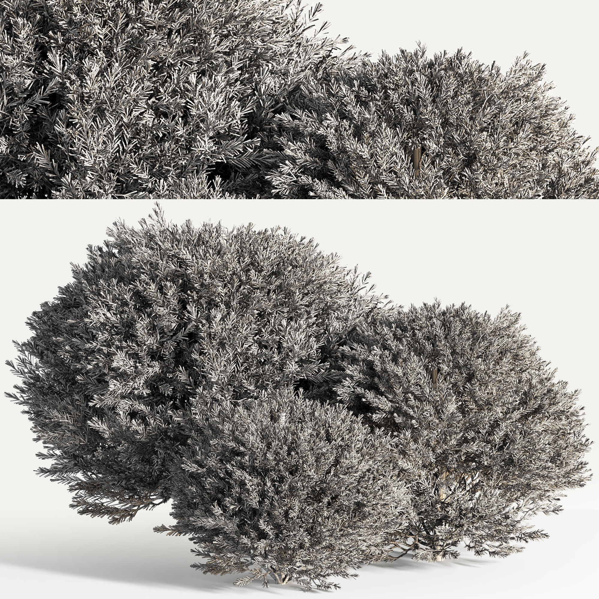 push08 three juniper trees 3D model_3