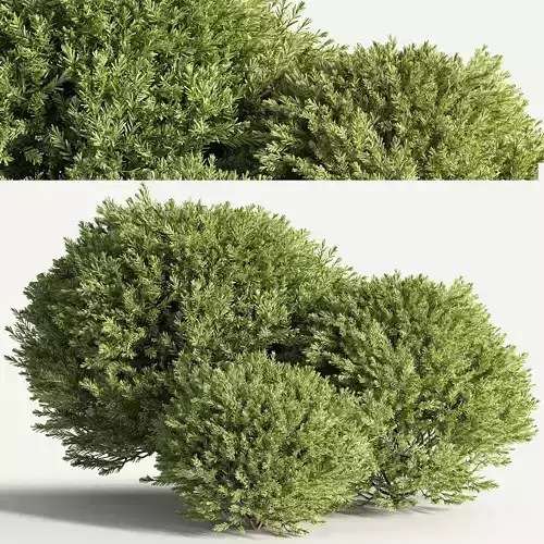 push08 three juniper trees 3D model