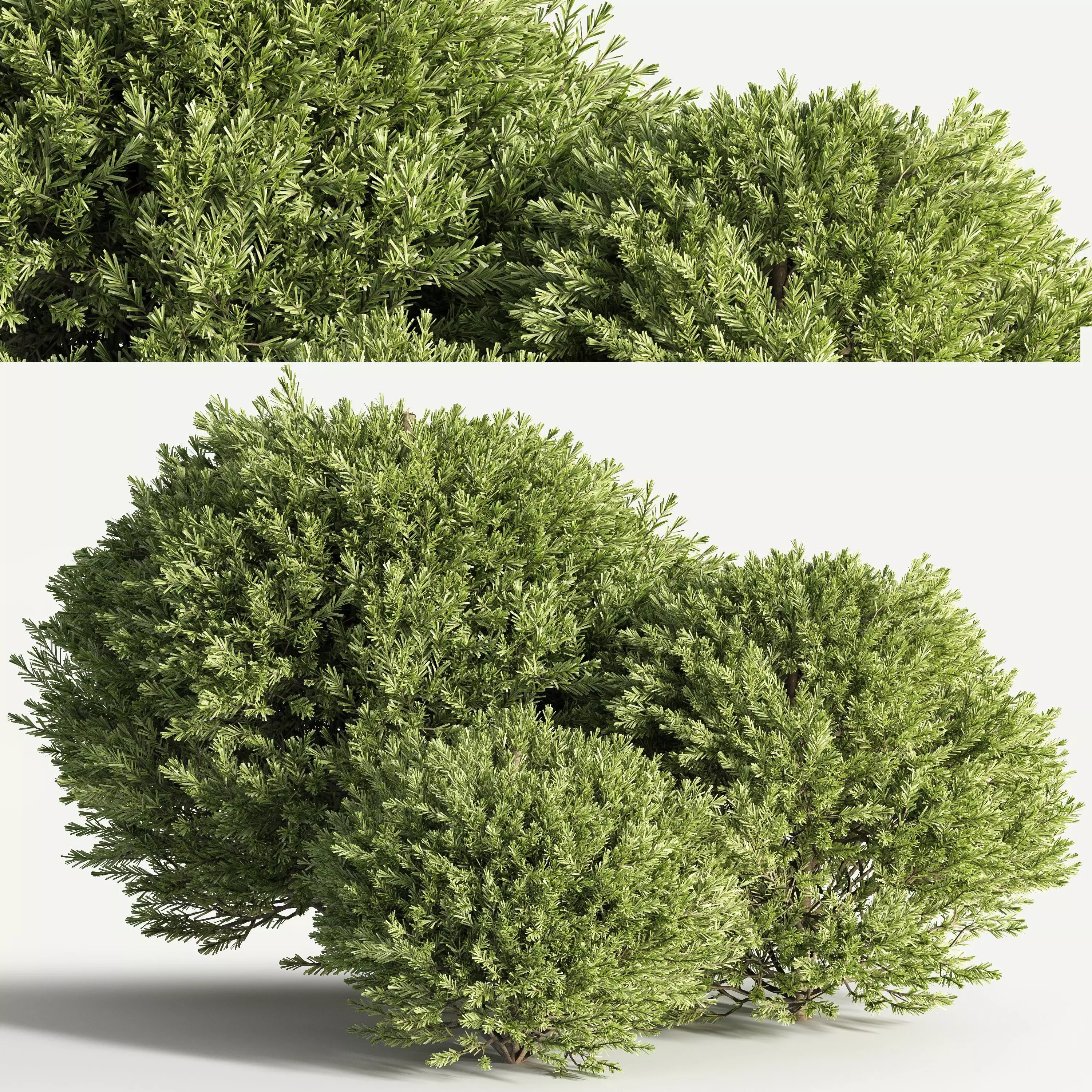push08 three juniper trees 3D model_0