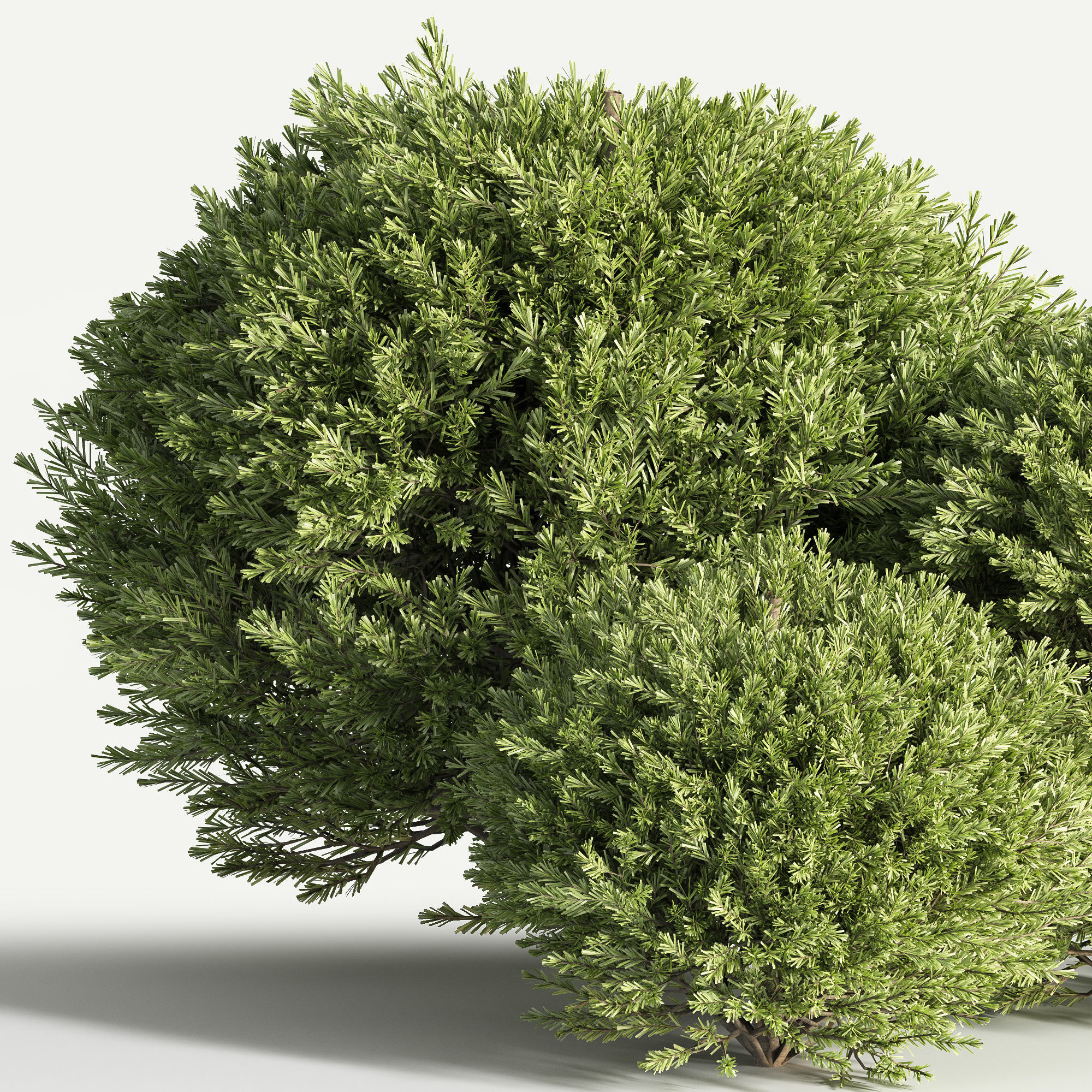 push08 three juniper trees 3D model_2