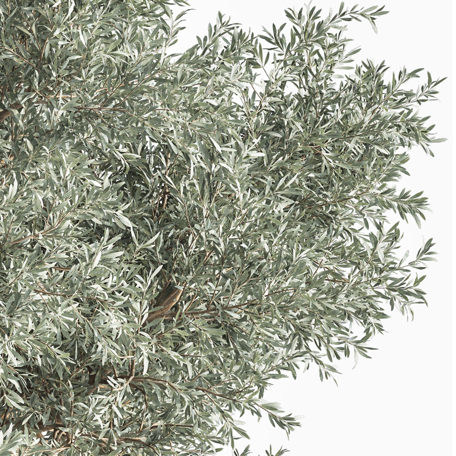 olive Tree 03 3D model_3
