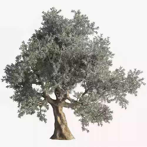 olive Tree 03 3D model