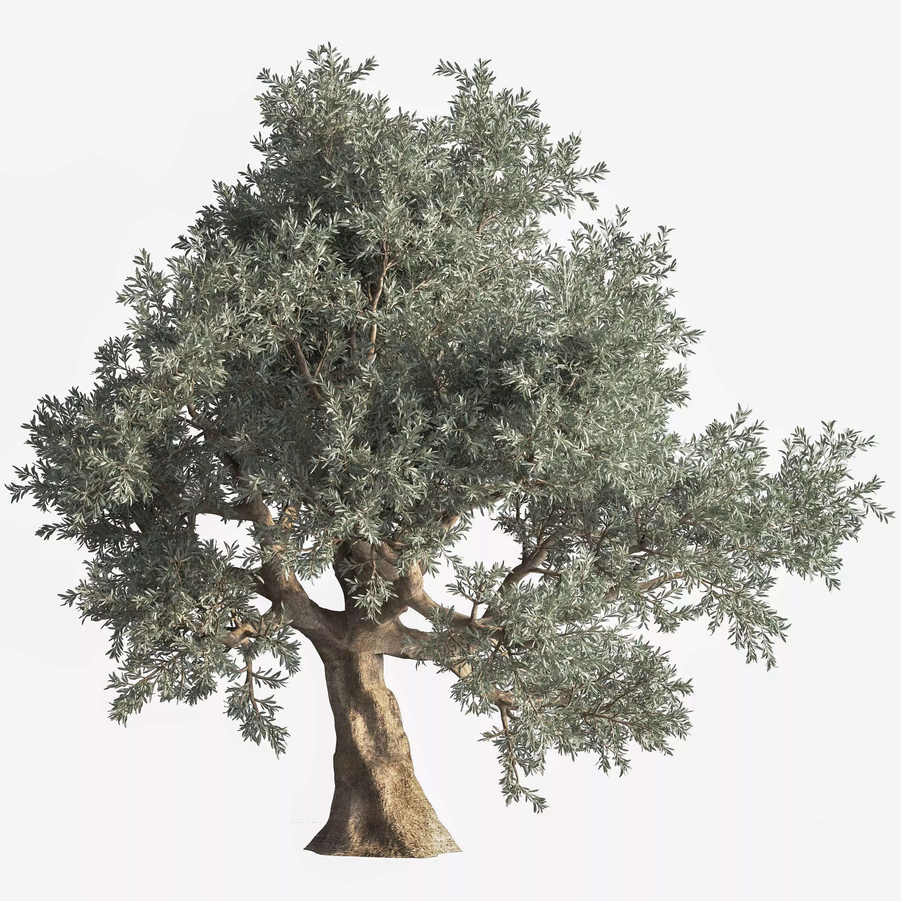 olive Tree 03 3D model_0