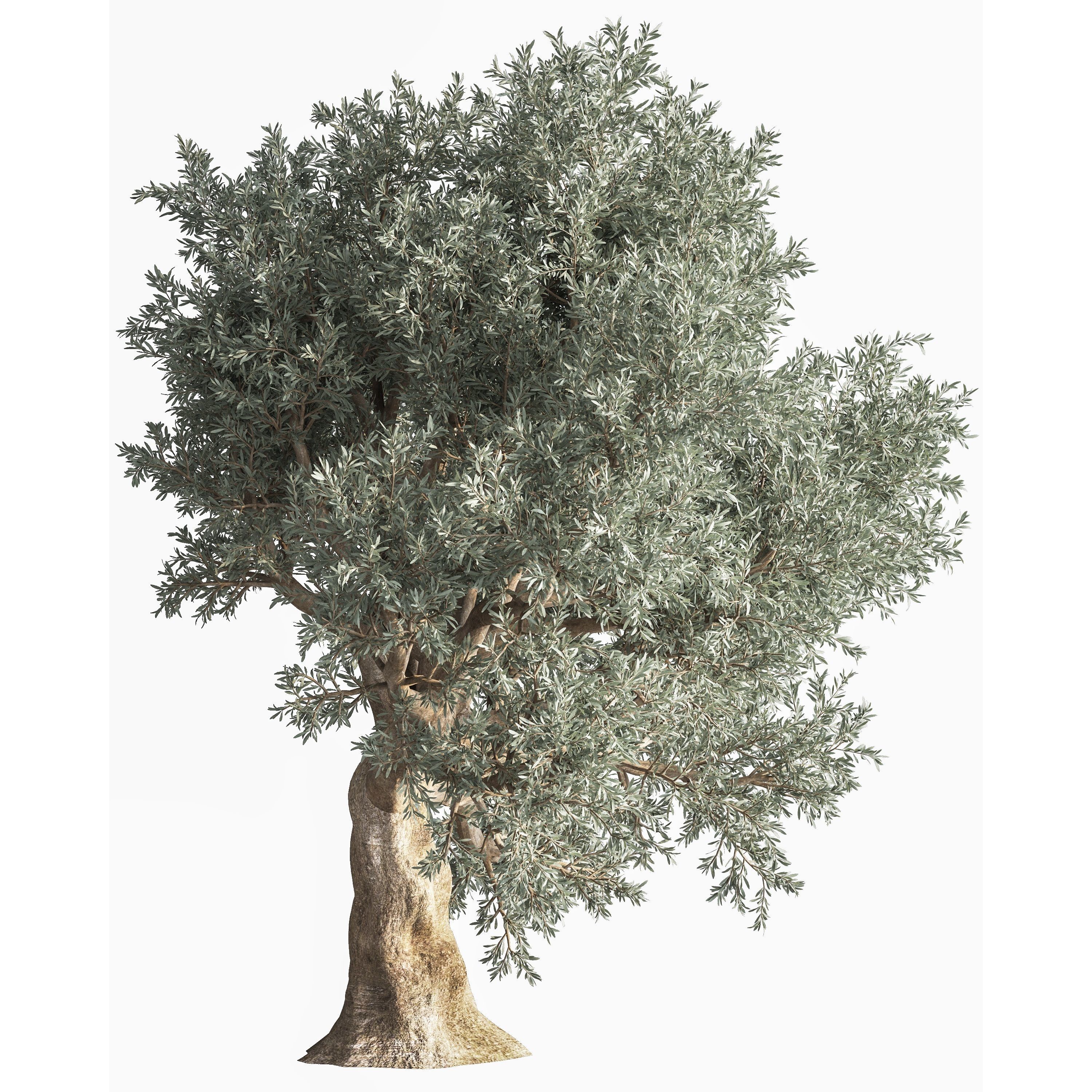olive Tree 03 3D model_1