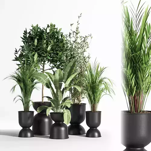 Indoor Plant set 01Z