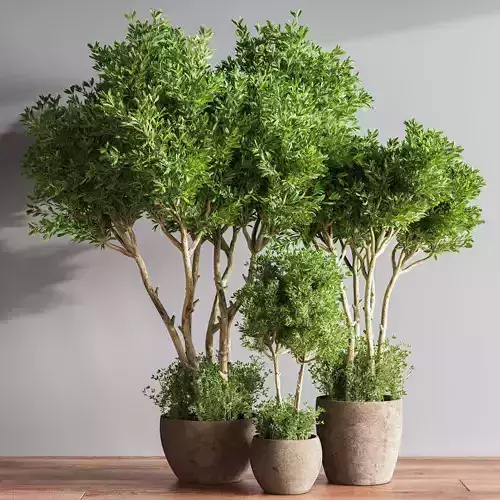 Indoor Plant Set 50
