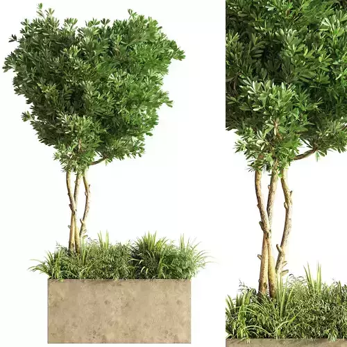 Outdoor Plants tree 20