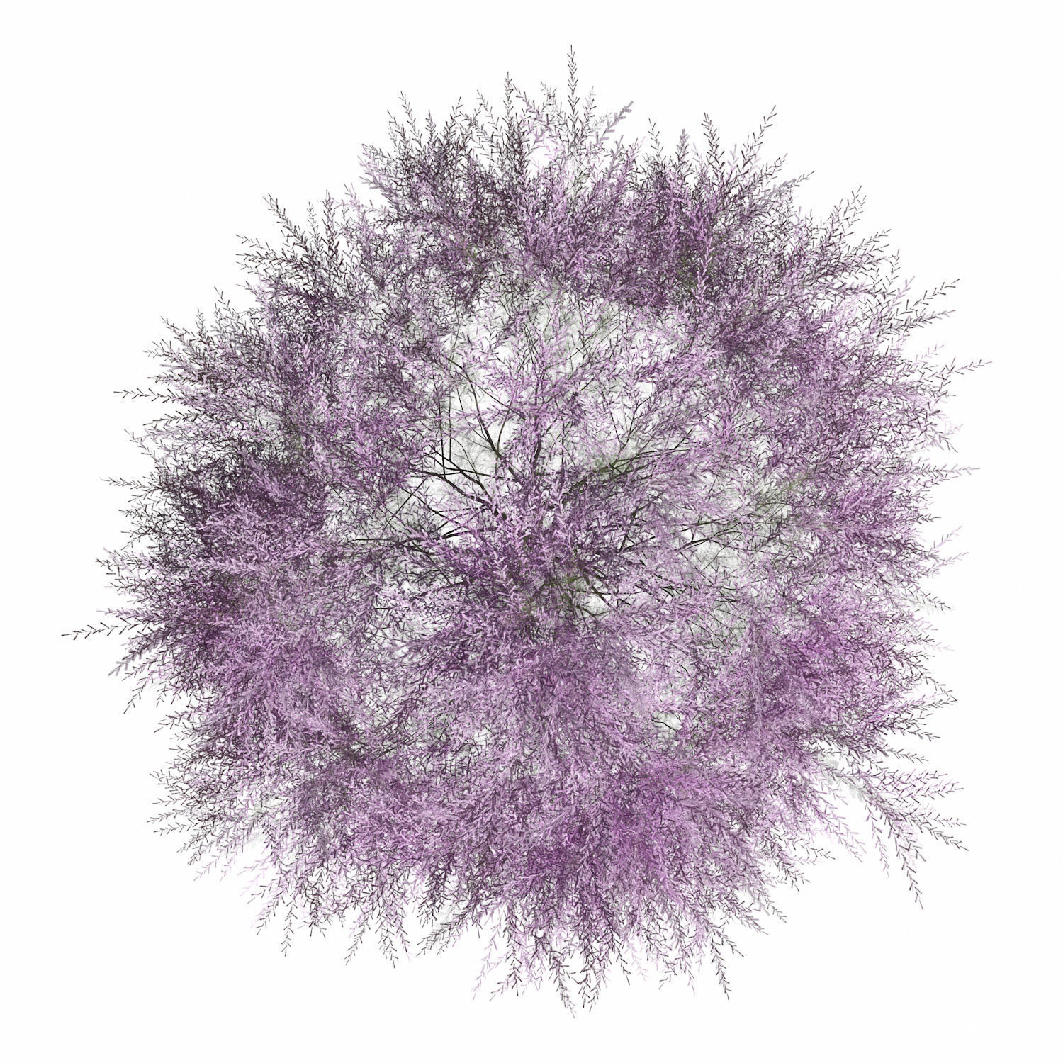 Tamarix Gallica 3D model_1