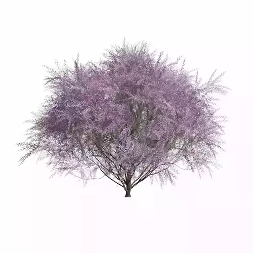 Tamarix Gallica 3D model