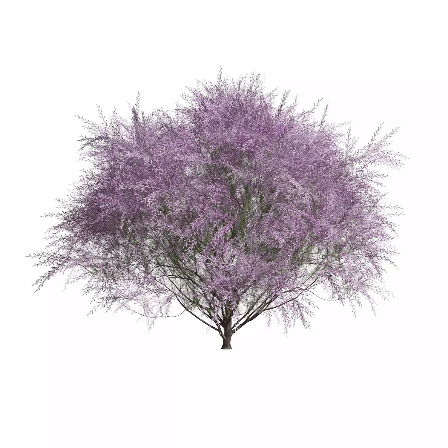 Tamarix Gallica 3D model_0